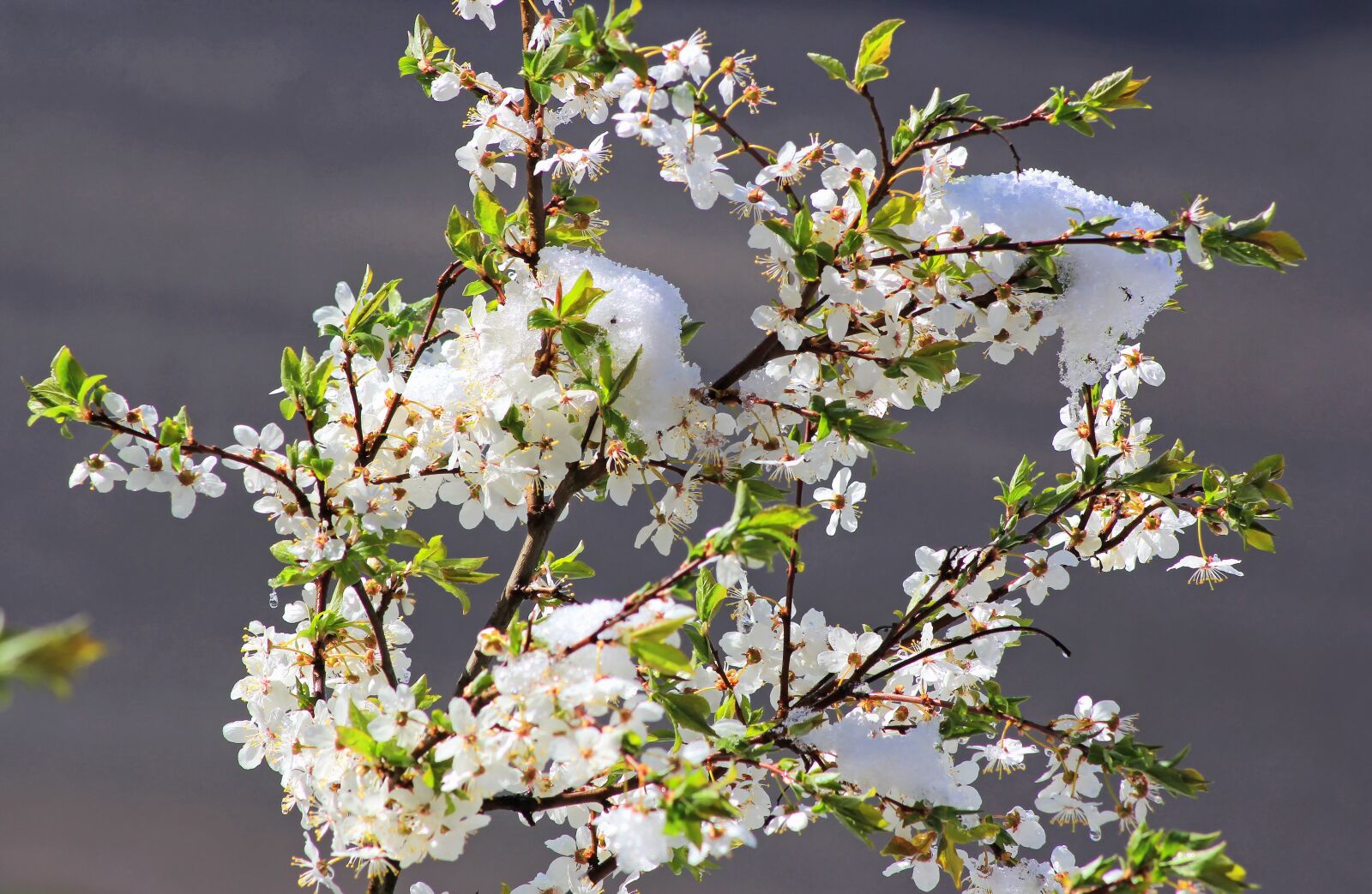 Canon EOS 60D sample photo. Flower, nature, freshness photography