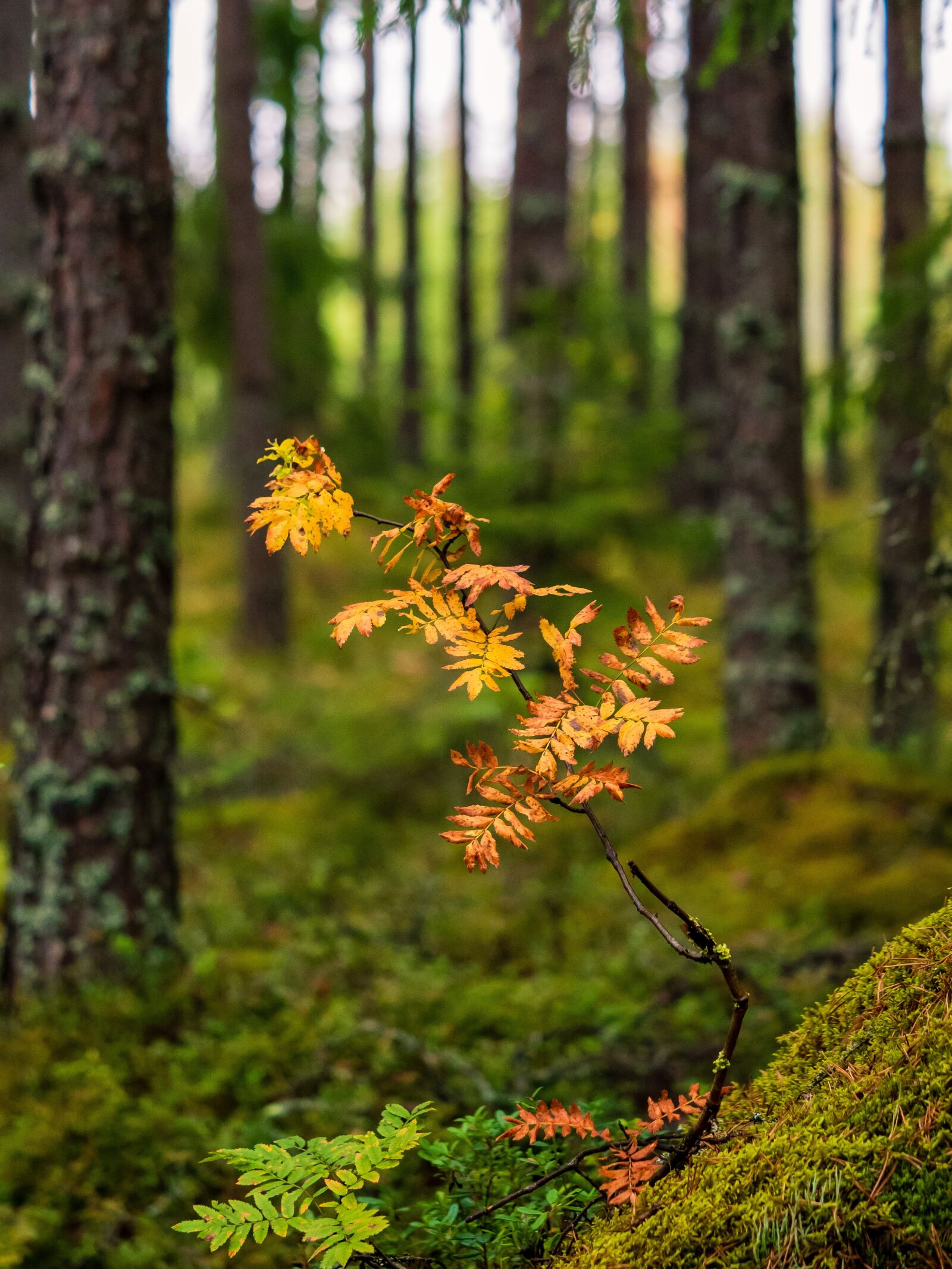 Olympus OM-D E-M1 Mark II + Olympus M.Zuiko Digital ED 40-150mm F2.8 Pro sample photo. Forest, autumn, wood photography