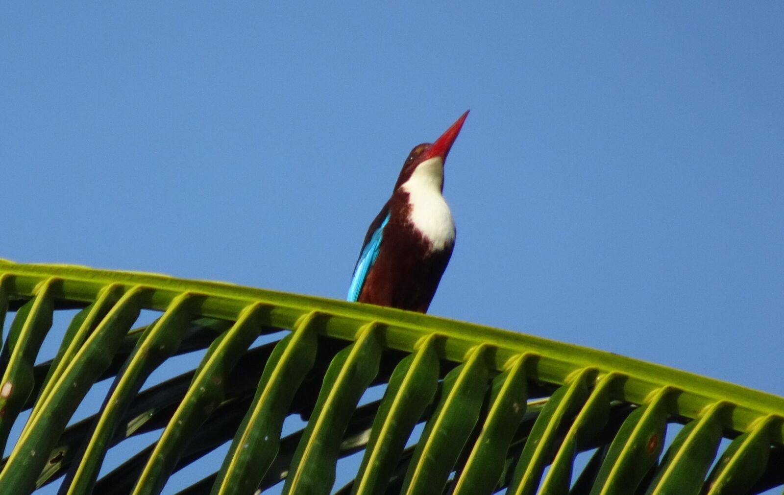 Sony Cyber-shot DSC-HX90V sample photo. Bird, kingfisher, white-throated kingfisher photography