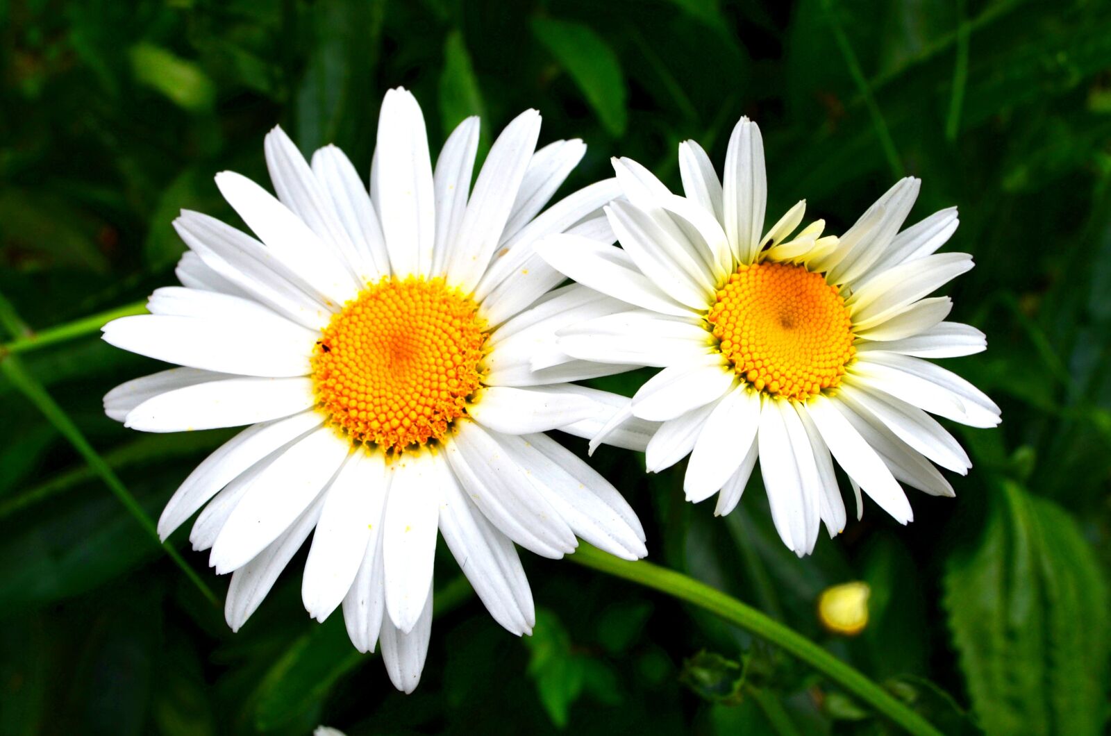 Nikon D5100 sample photo. Margaritas, couple, flowers photography