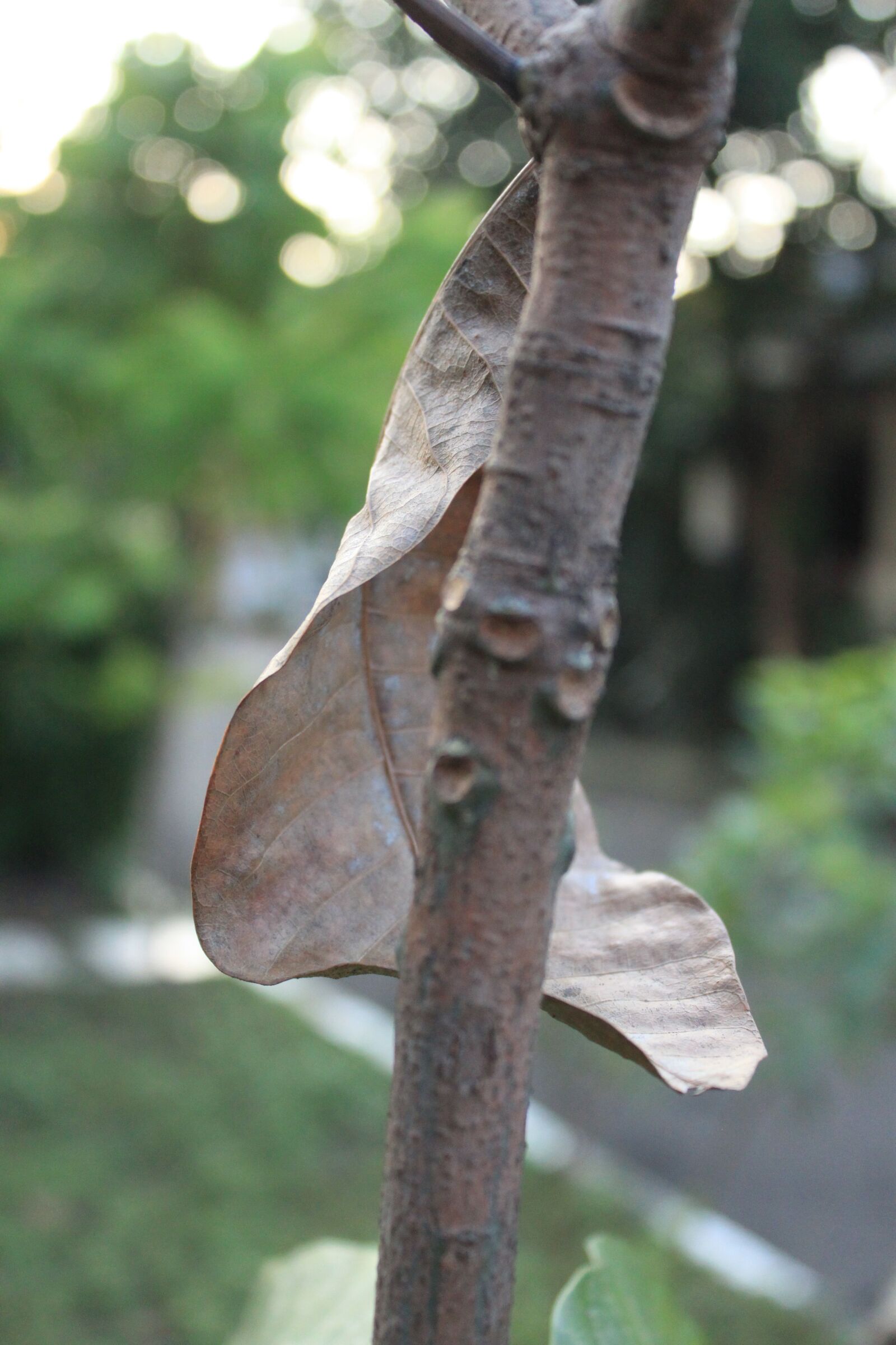 Canon EOS 500D (EOS Rebel T1i / EOS Kiss X3) sample photo. Leaf, dry, dead photography