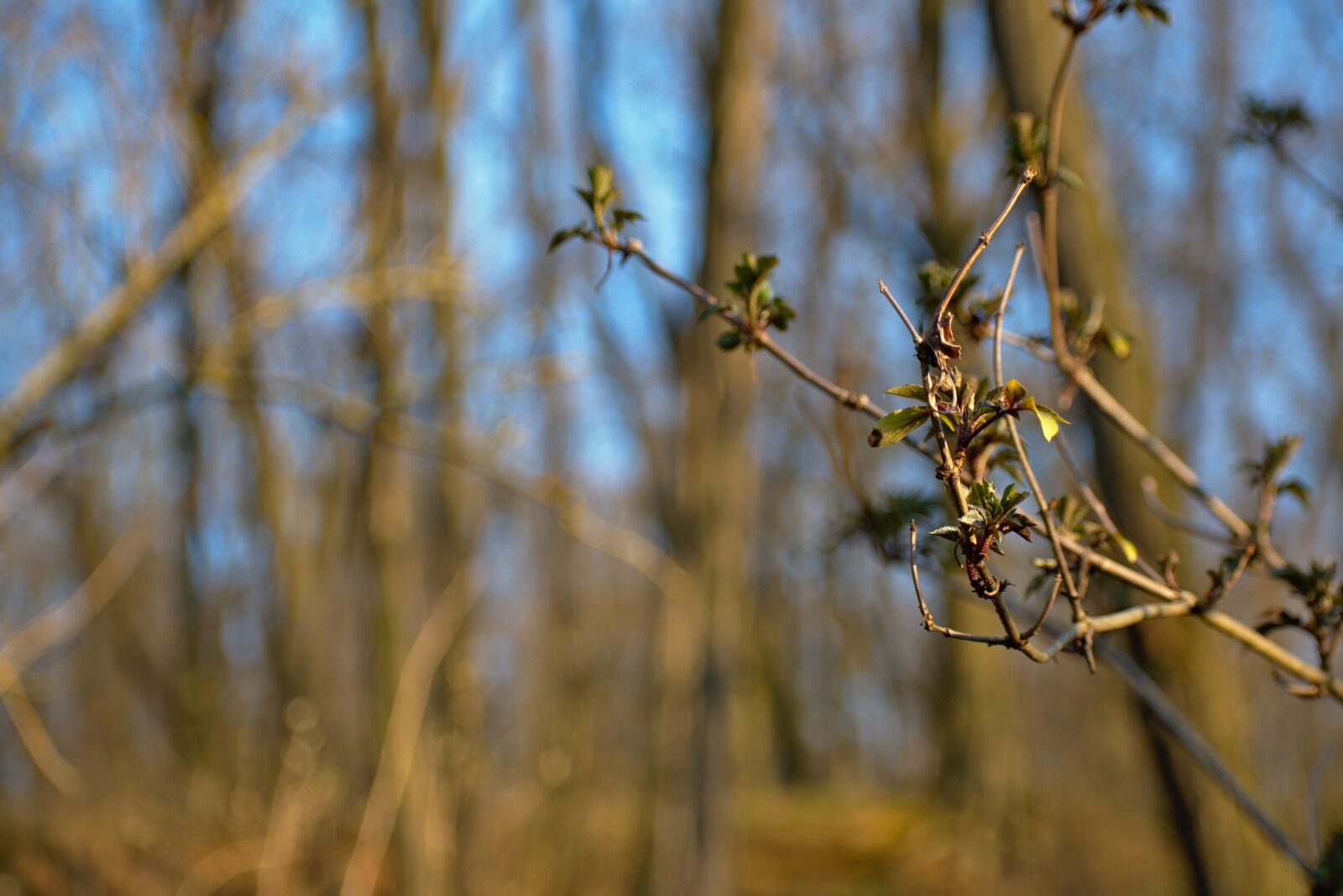 Nikon D5600 sample photo. Spring, bush, tree photography