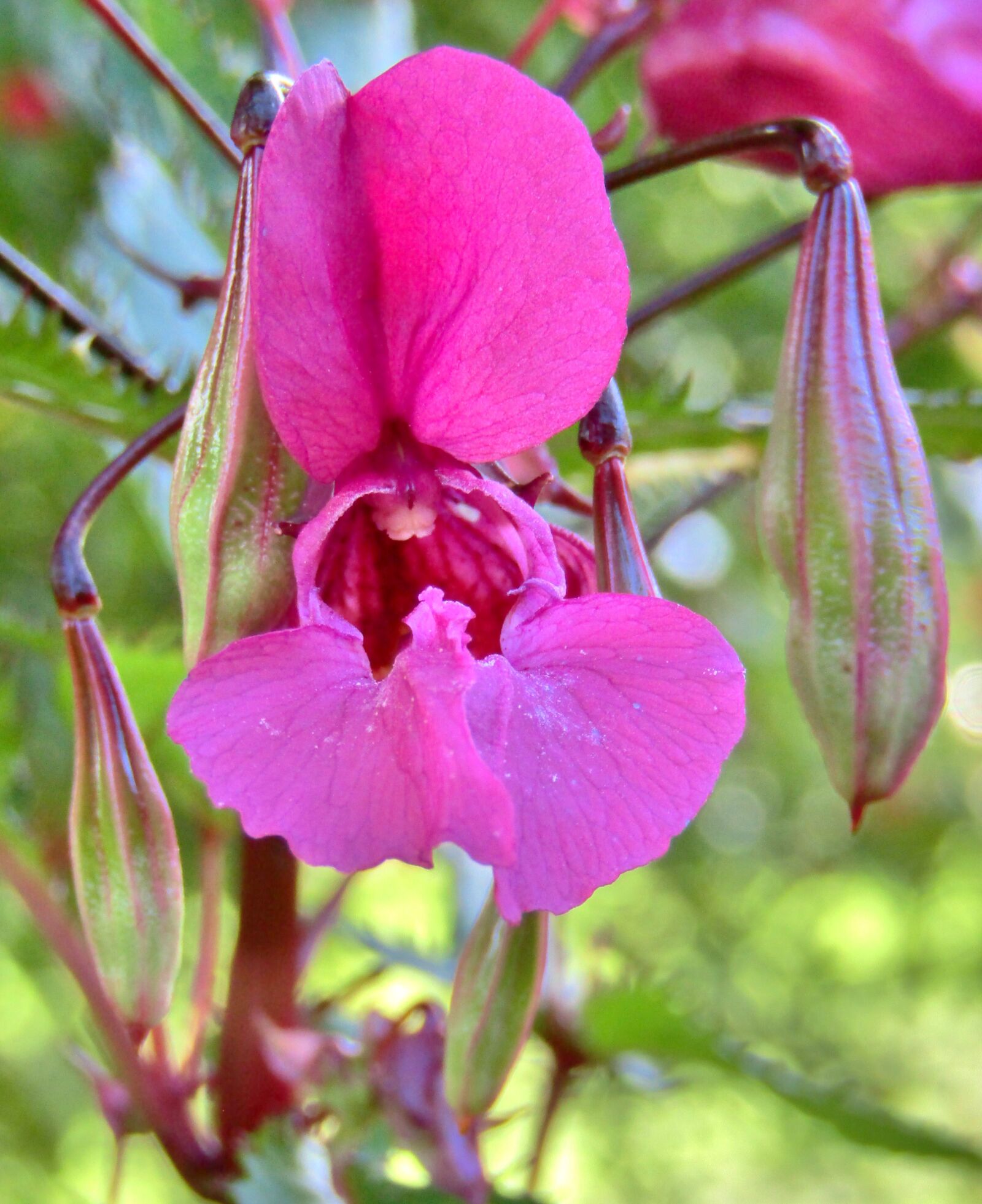 Canon POWERSHOT SX432 IS sample photo. Himalayan balsam, impatiens glandulifera photography