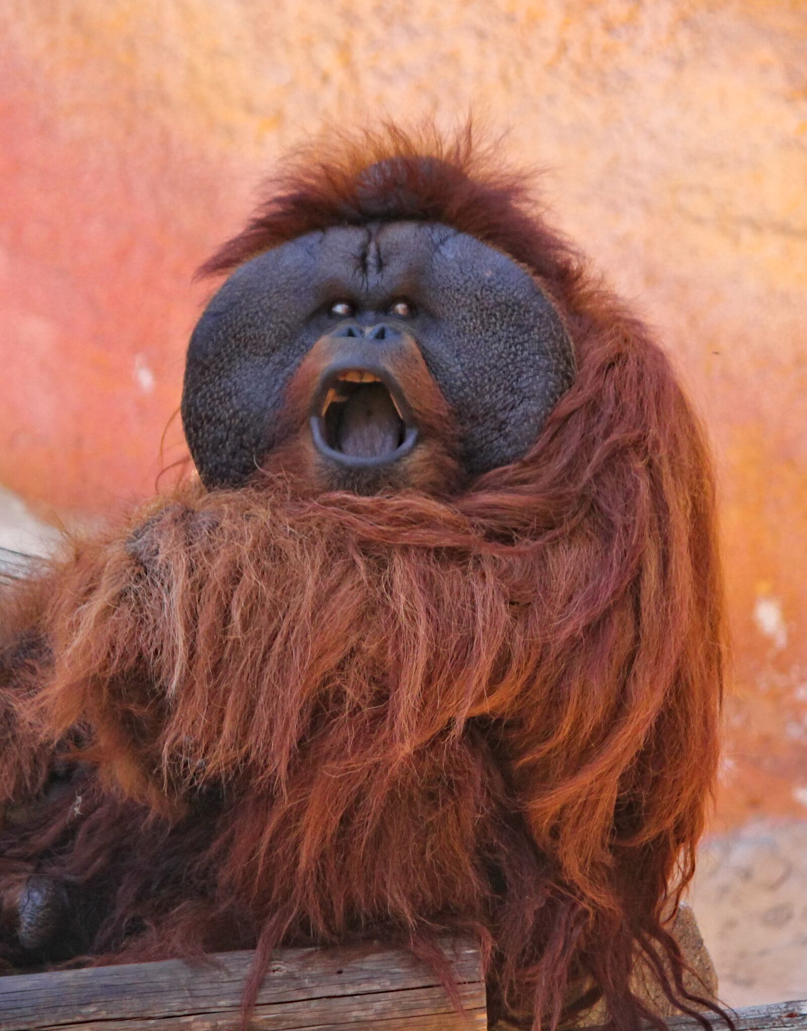 Canon EOS 550D (EOS Rebel T2i / EOS Kiss X4) sample photo. Orangutan, screaming, upset photography