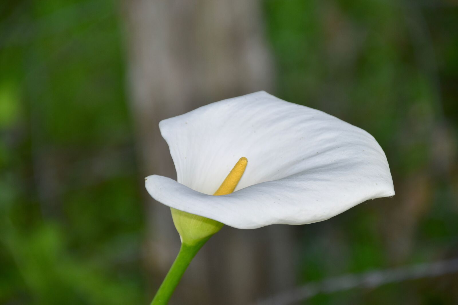Nikon D5600 sample photo. Flower, arum, plant photography