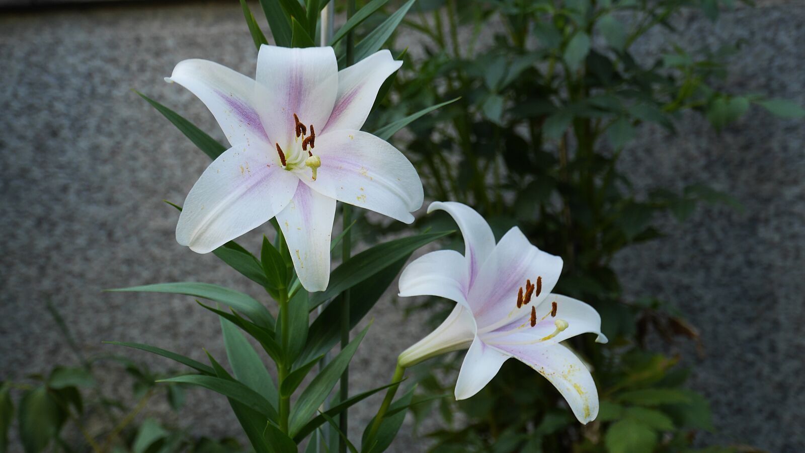 Panasonic Lumix DMC-GH3 sample photo. White, flowers, nature photography