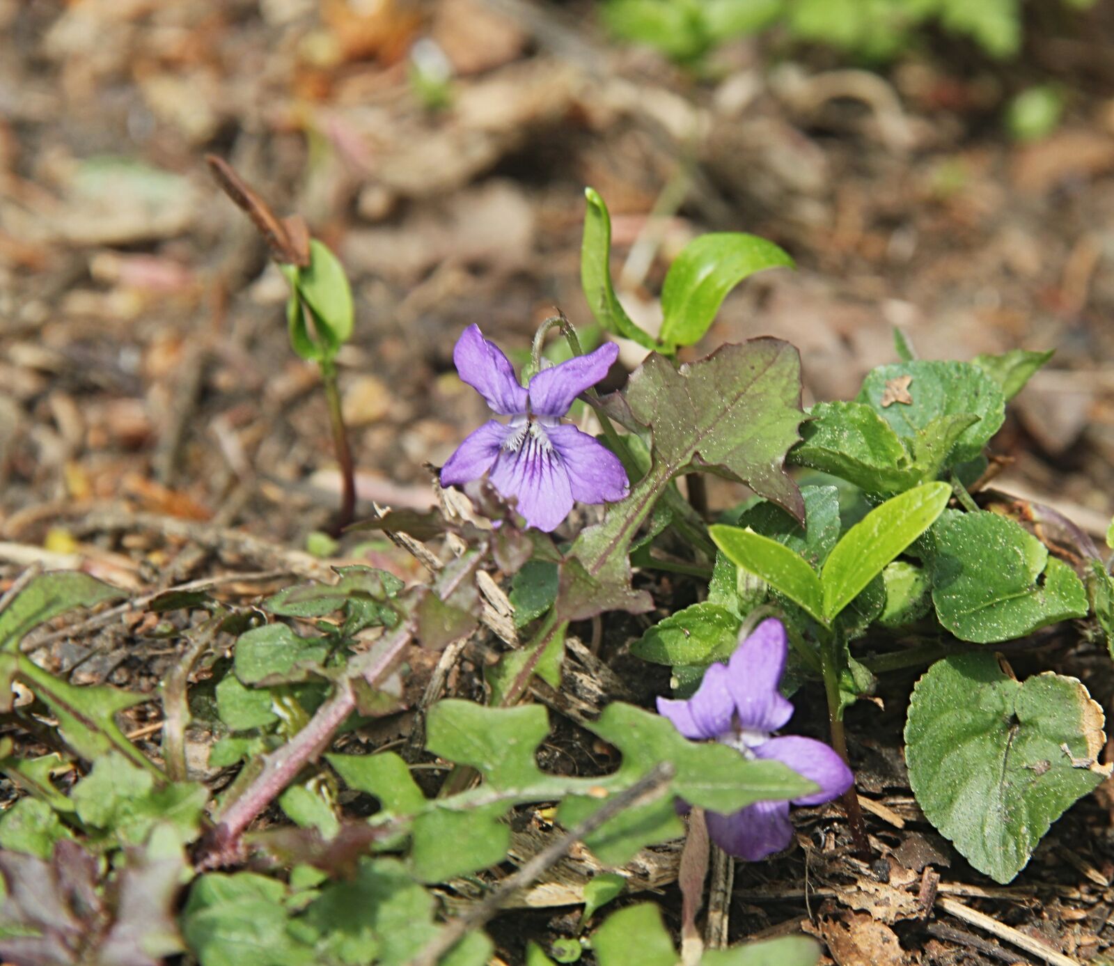 Canon EOS 550D (EOS Rebel T2i / EOS Kiss X4) sample photo. Violet, flower, purple photography