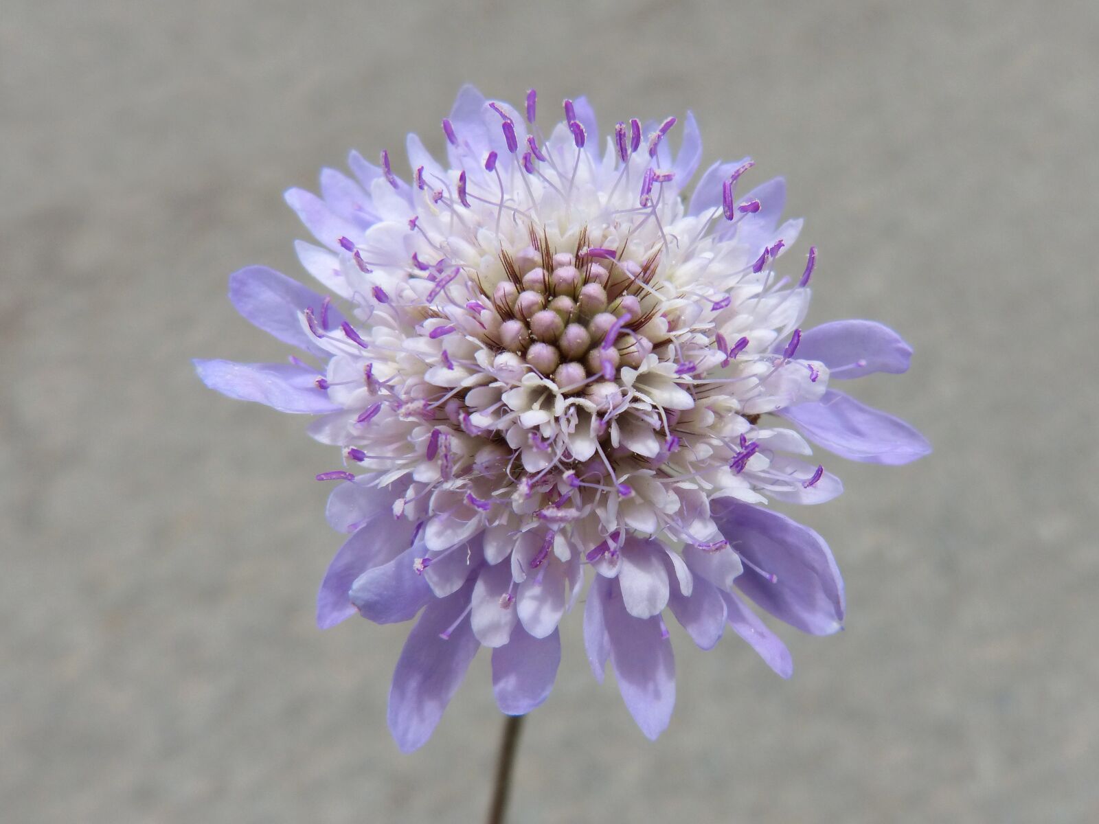Panasonic DMC-FZ62 sample photo. Wild flower, scabiosa, pin photography