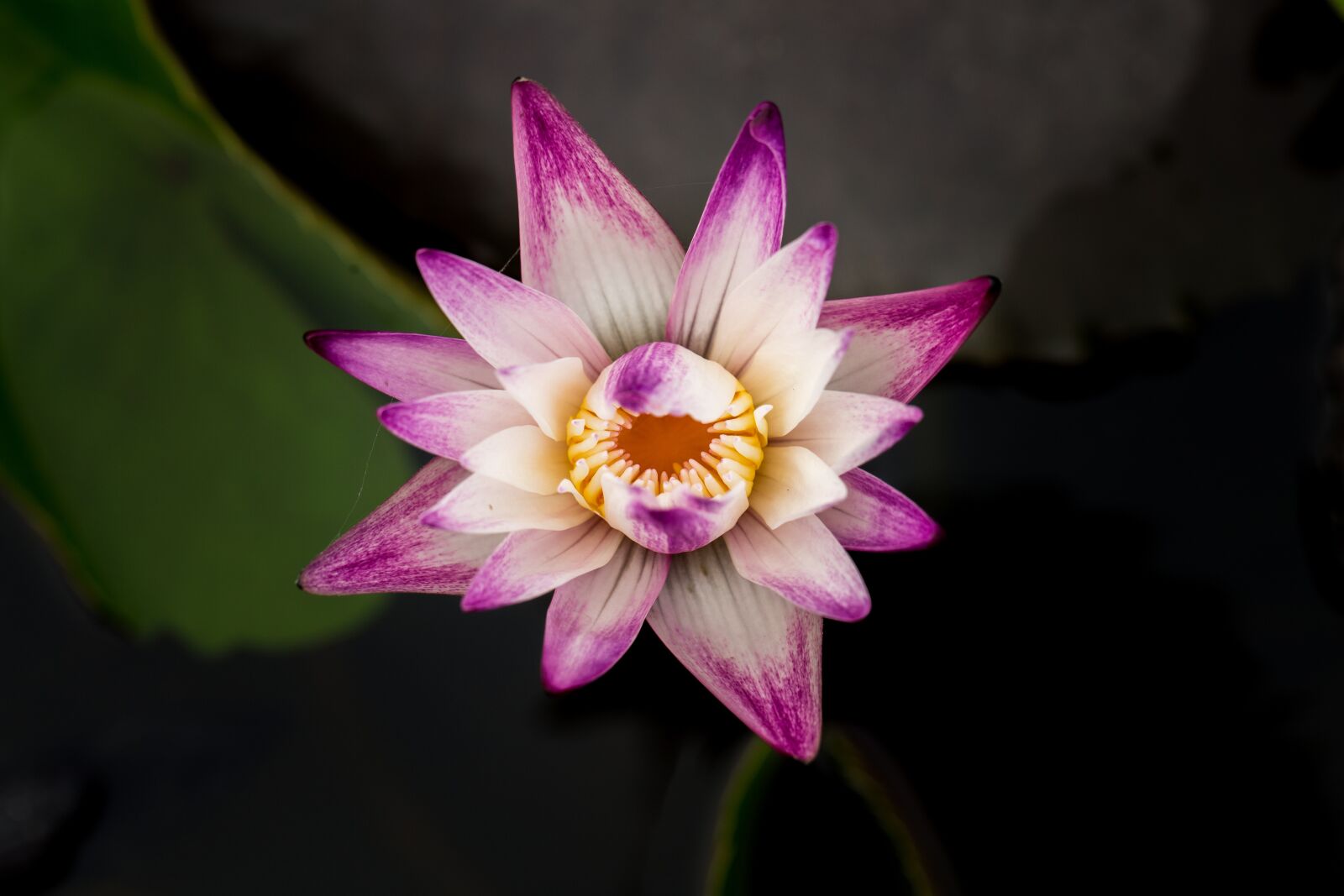 Canon EF 100mm F2.8L Macro IS USM sample photo. Water lily, nuphar lutea photography
