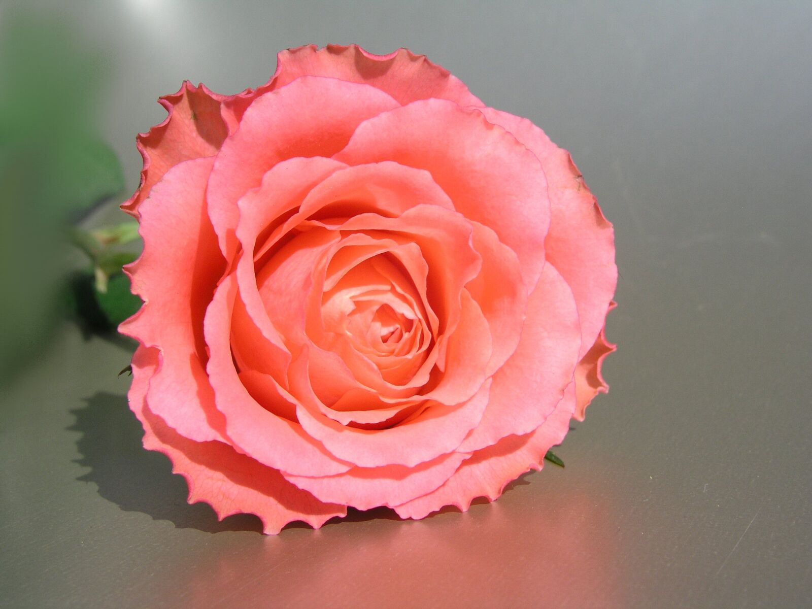 Olympus C5050Z sample photo. Rose, flower, petal photography