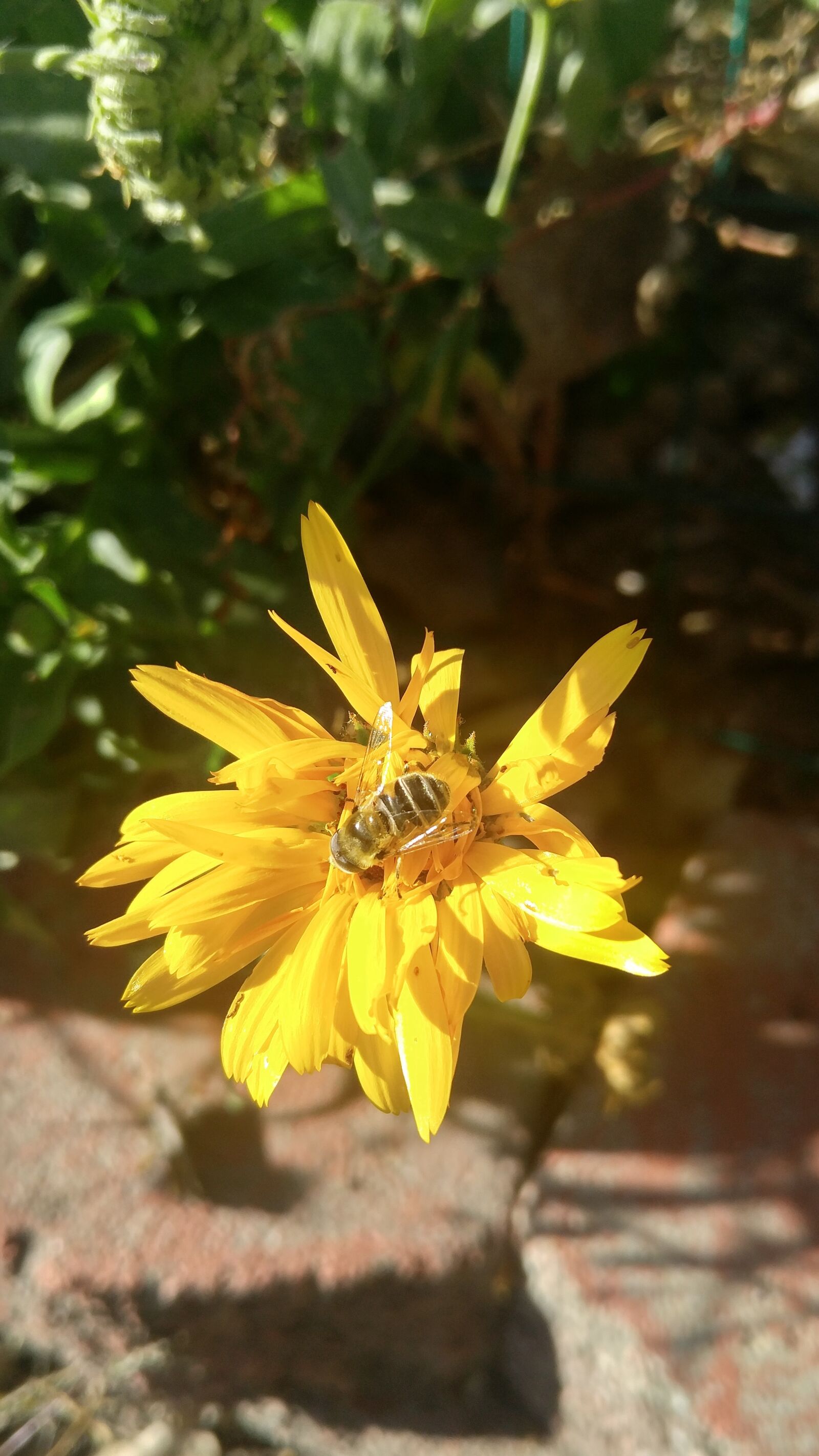 LG V10 sample photo. Bee photography