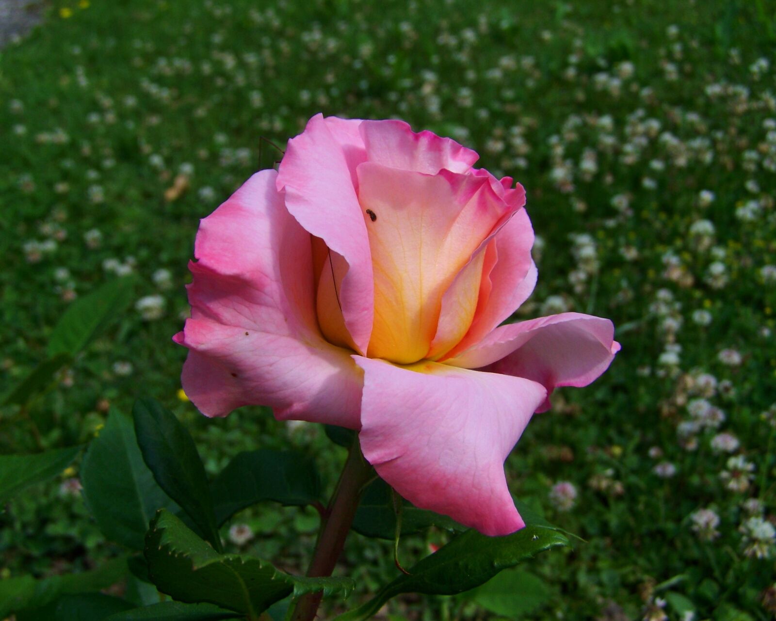 Kodak EASYSHARE ZD710 ZOOM DIGITAL CAMERA sample photo. Rose, pink flower, garden photography