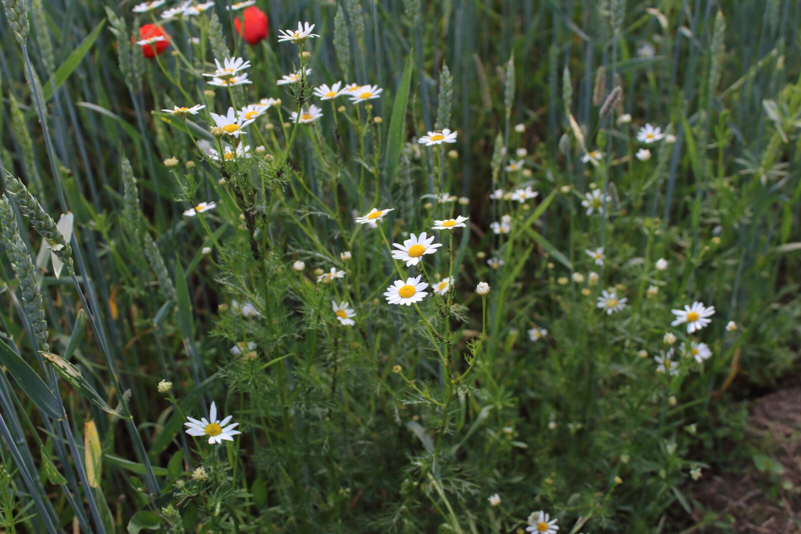 Canon EOS 1300D (EOS Rebel T6 / EOS Kiss X80) sample photo. Chamomile, village, macro photography