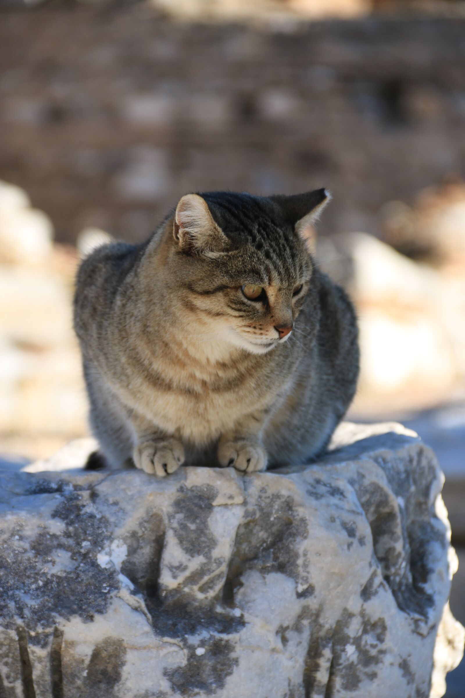 Canon EF-S 18-135mm F3.5-5.6 IS sample photo. Cat, animal, animal portrait photography