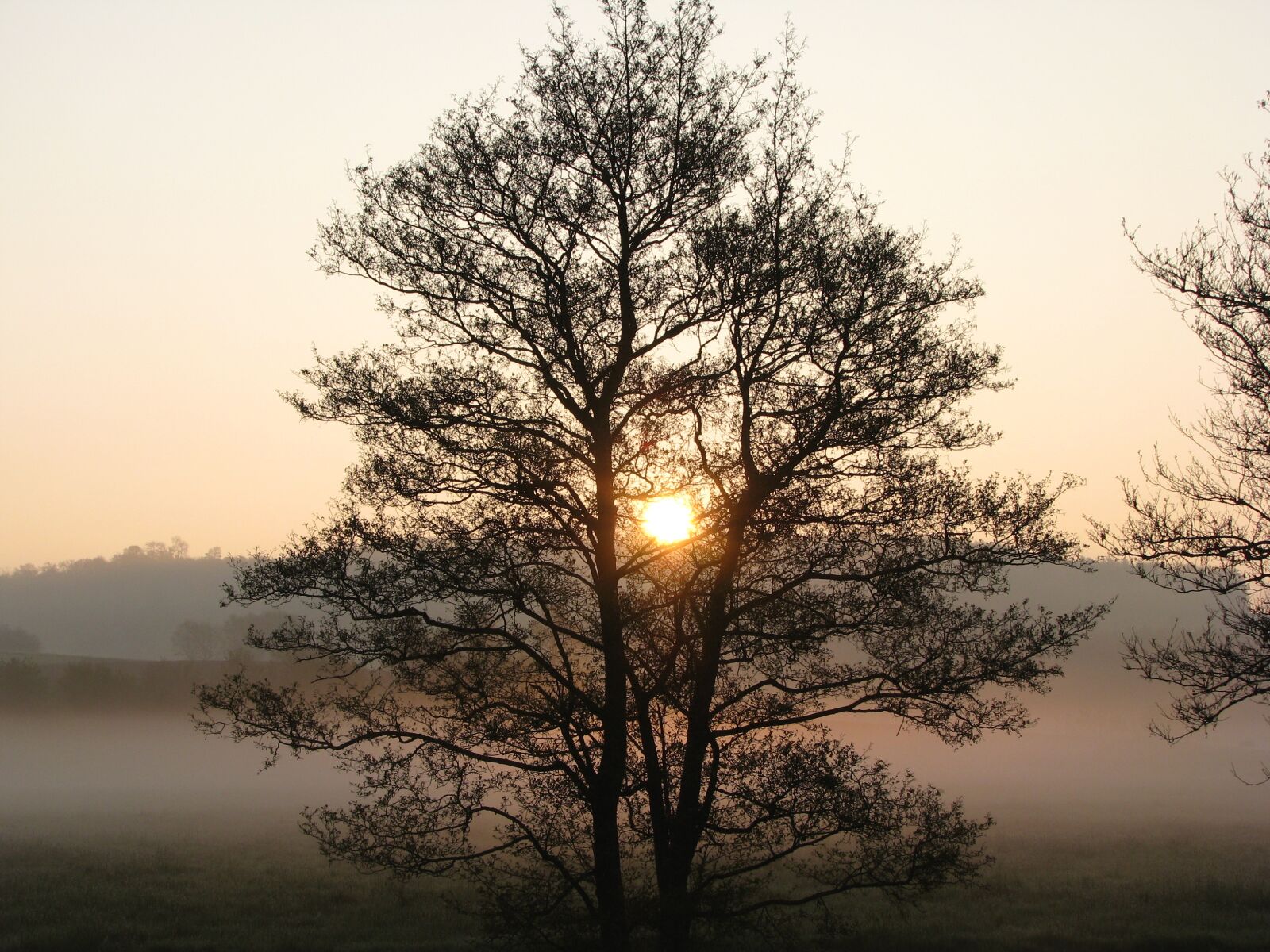 Canon POWERSHOT S5 IS sample photo. Sunrise, sun, tree photography