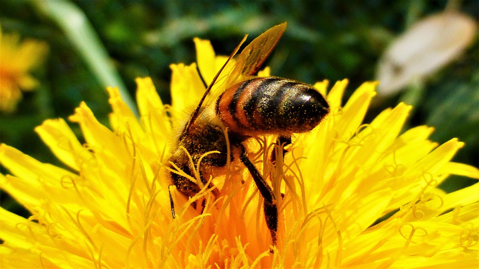 Panasonic Lumix DMC-ZS25 (Lumix DMC-TZ35) sample photo. Nature, insect, flower photography