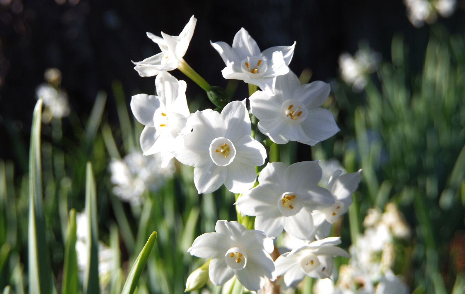 Pentax 02 Standard Zoom sample photo. Daffodils, green, white photography