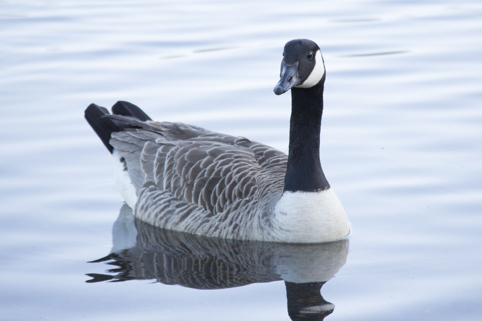 Nikon D7200 sample photo. Duck, water, nature photography