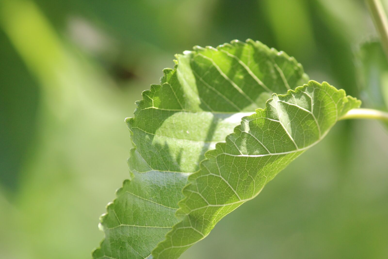 Canon EOS 600D (Rebel EOS T3i / EOS Kiss X5) sample photo. Leaves, green leaf, tree photography