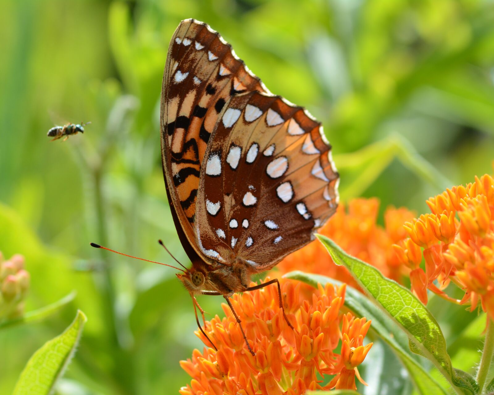 Nikon D7100 sample photo. Butterfly, great spangled fritillary photography