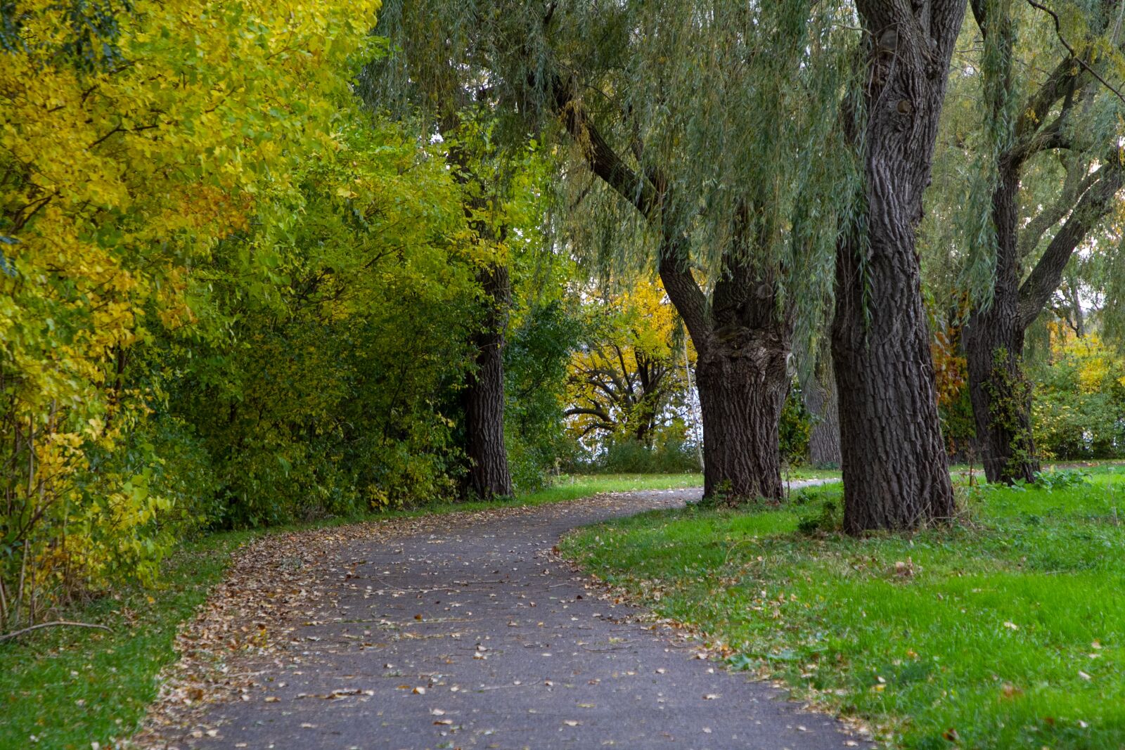 Canon EOS 7D sample photo. Path, trees, nature photography