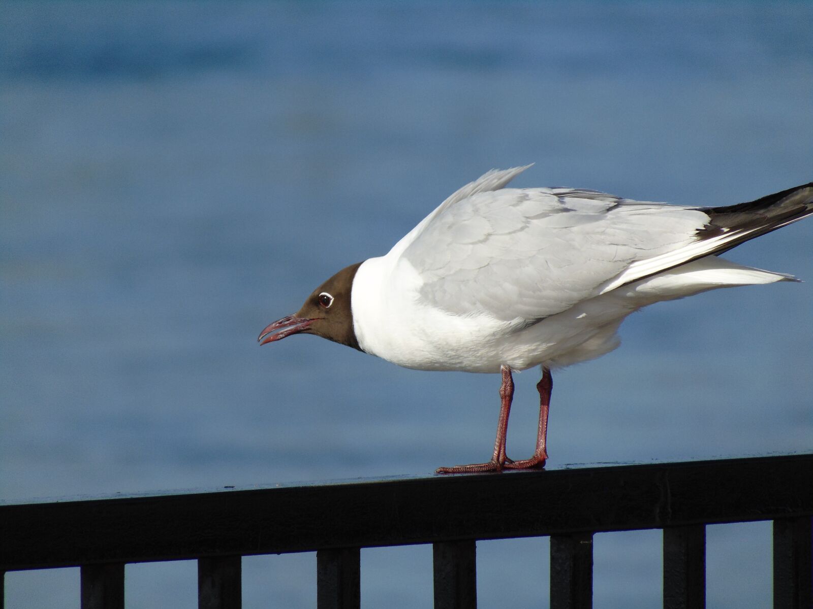 Sony Cyber-shot DSC-H300 sample photo. Seagull, bird, nature photography