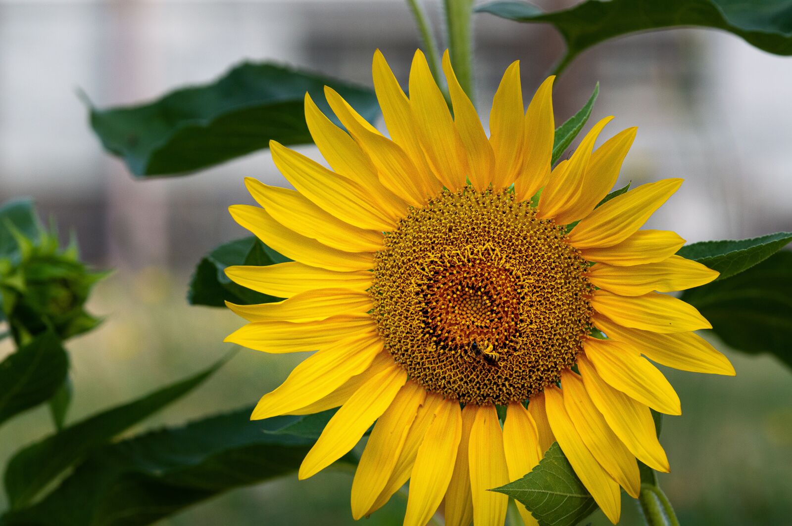 TAMRON SP 180mm F3.5 Di MACRO 1:1 B01N sample photo. Sunflower, summer, flower photography