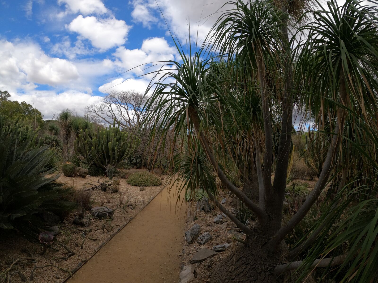 GoPro Hero8 Black sample photo. Naturaleza, bosque, paisaje photography