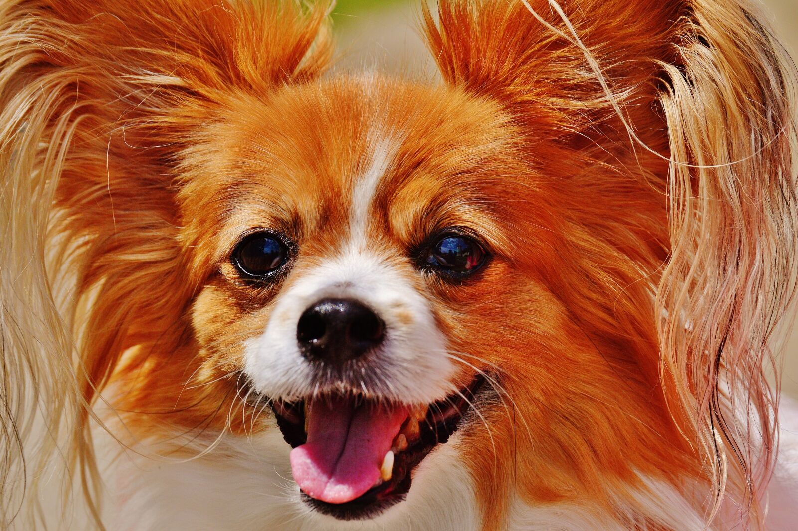 Nikon D3200 sample photo. Dog, chihuahua, cute photography