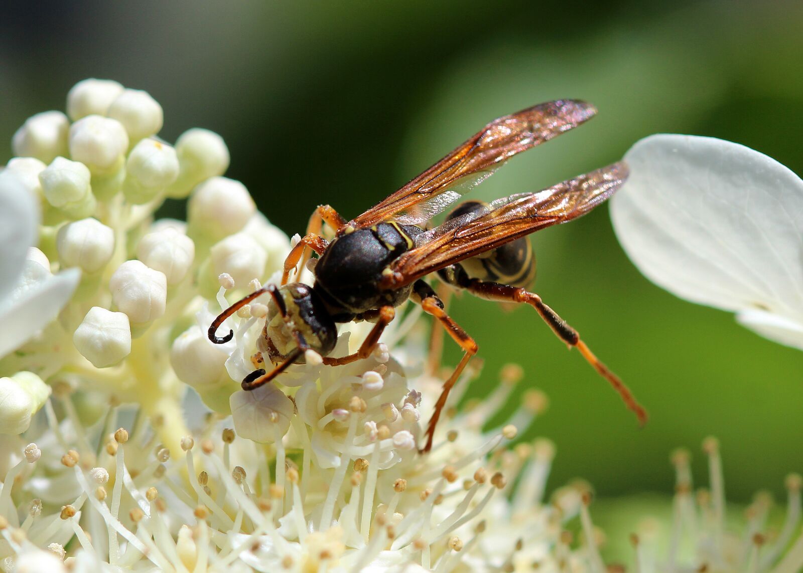 Canon EOS 600D (Rebel EOS T3i / EOS Kiss X5) + Canon EF 100mm F2.8 Macro USM sample photo. Wasp, pollen, nectar photography