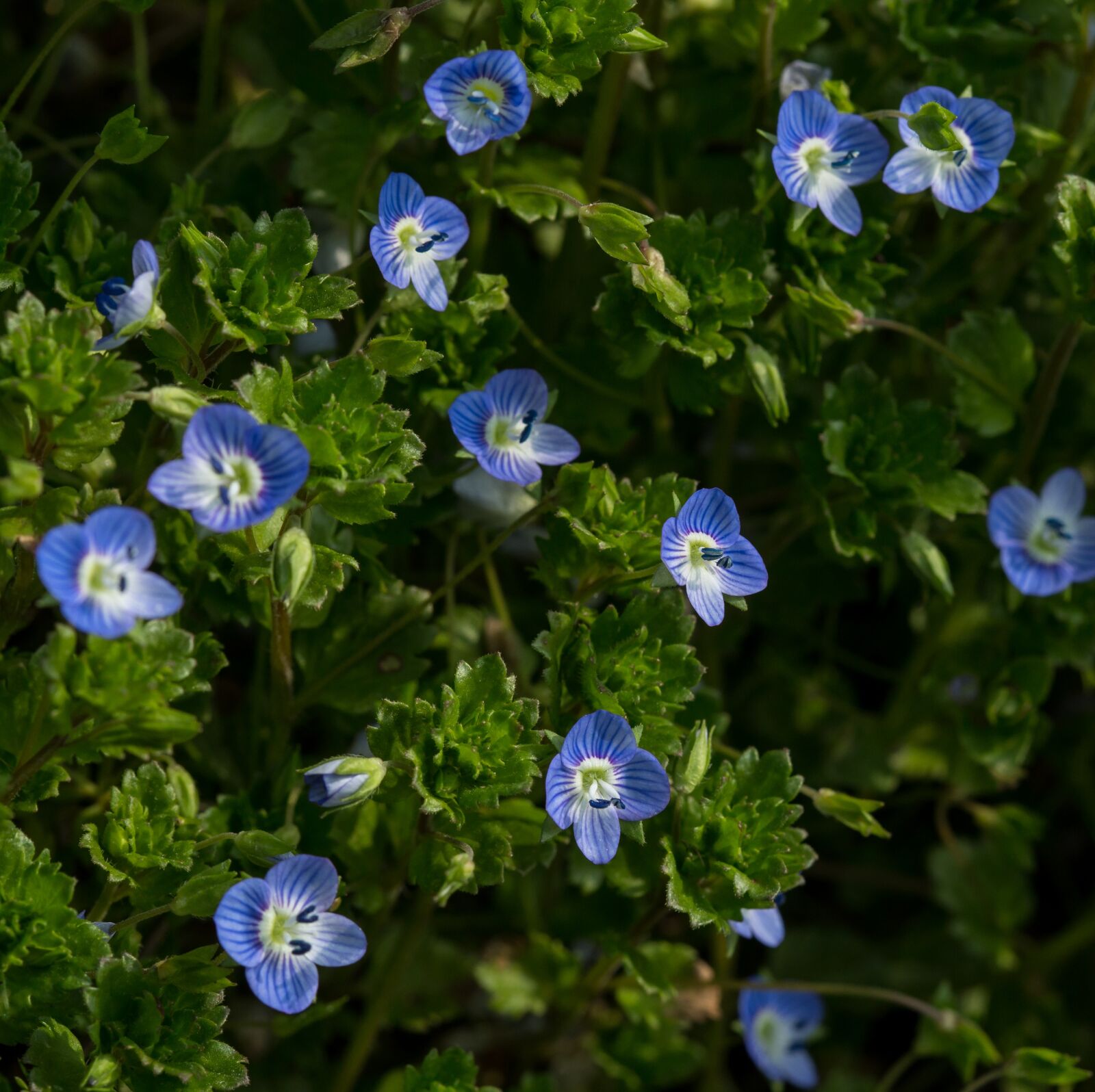 Canon EF 100mm F2.8 Macro USM sample photo. Blue, flowers, spring photography