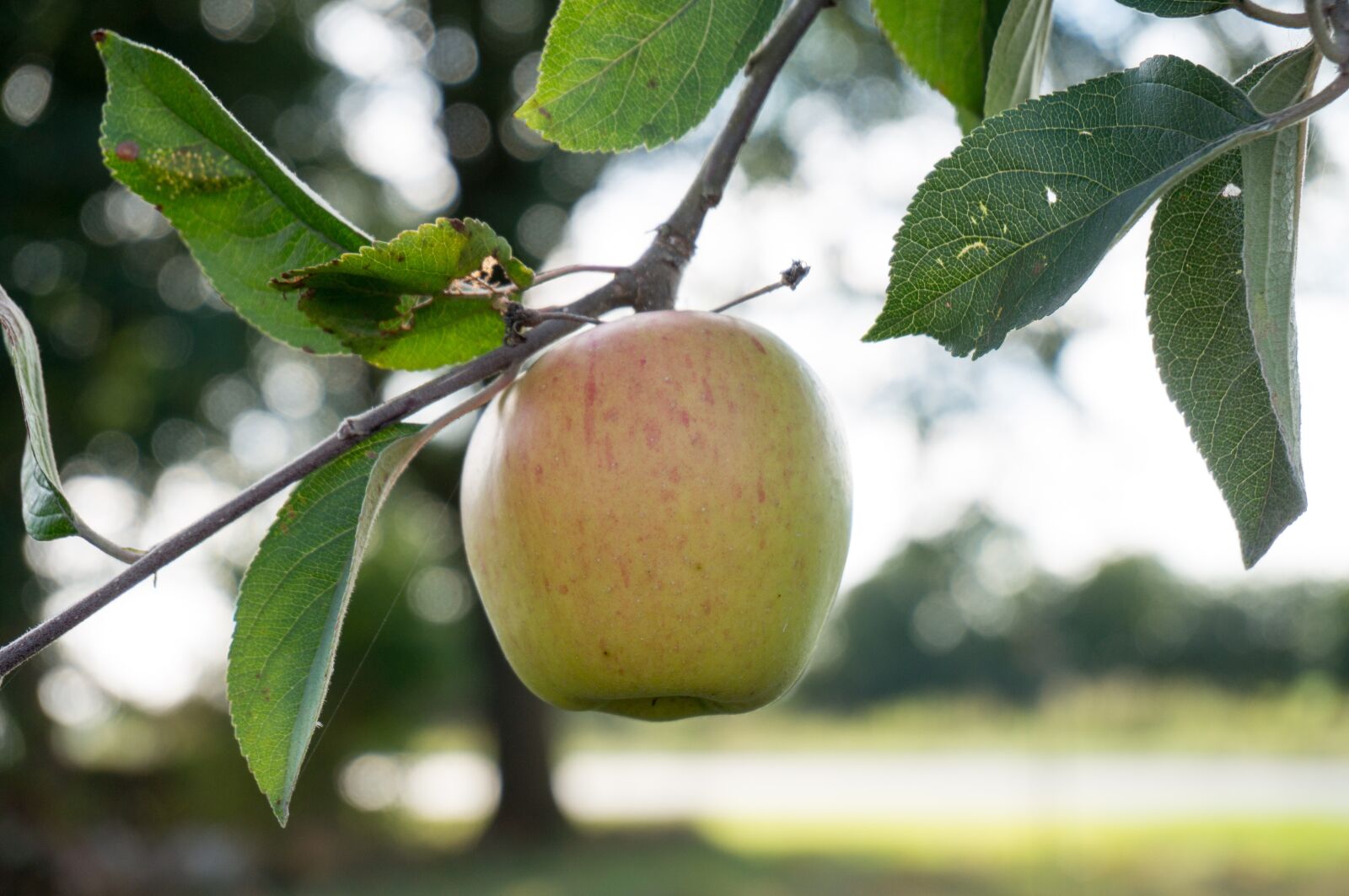 Sony Alpha NEX-3N sample photo. Apple, apple tree, fruit photography