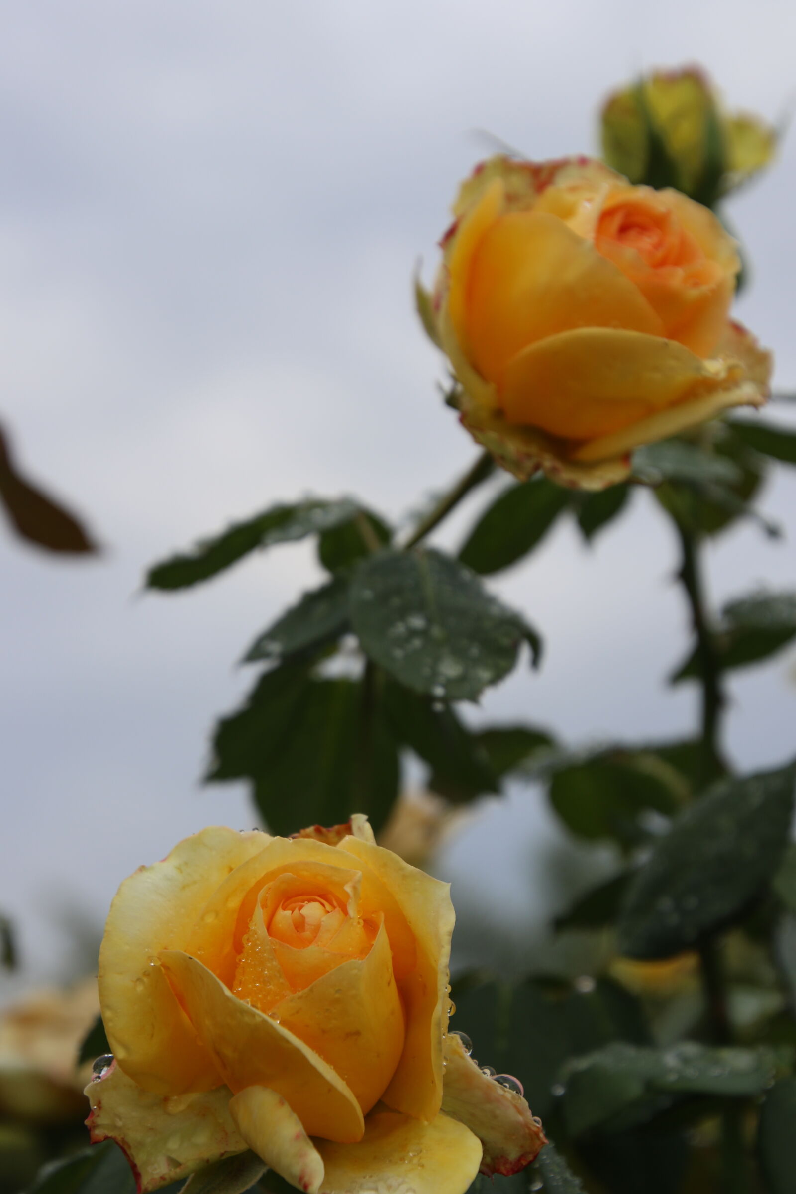 Canon EOS 7D Mark II sample photo. Flowers, garden, green, grow photography