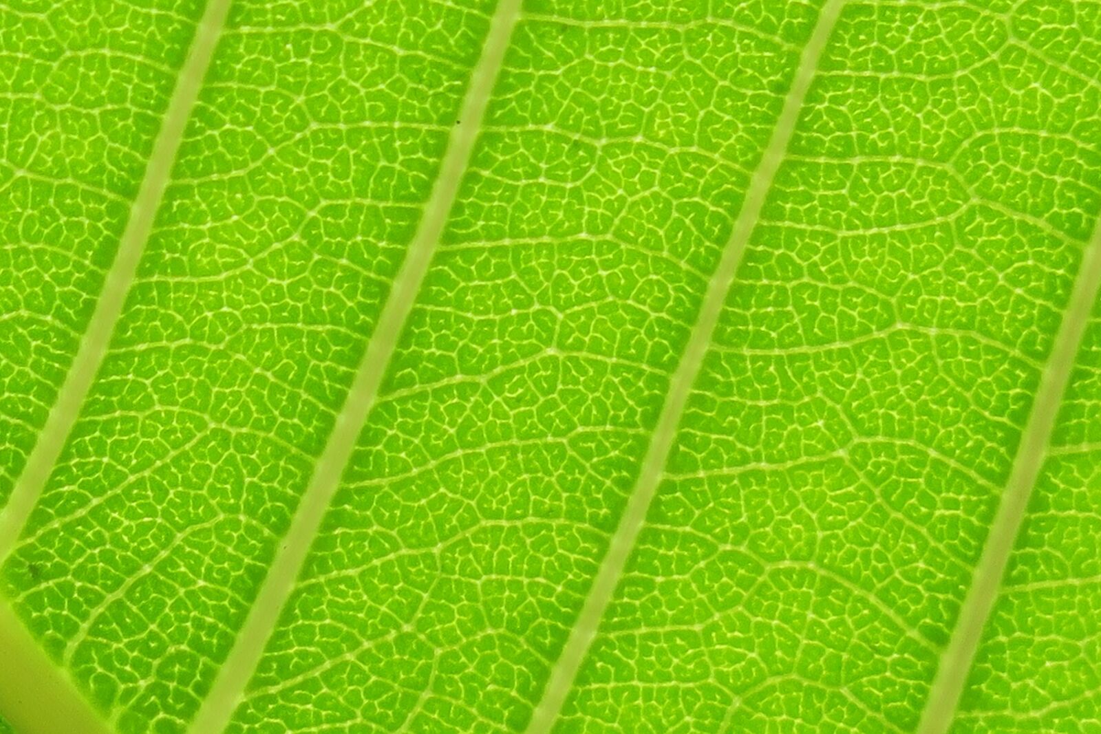 Canon PowerShot G3 X sample photo. Leaf, nature, plant photography