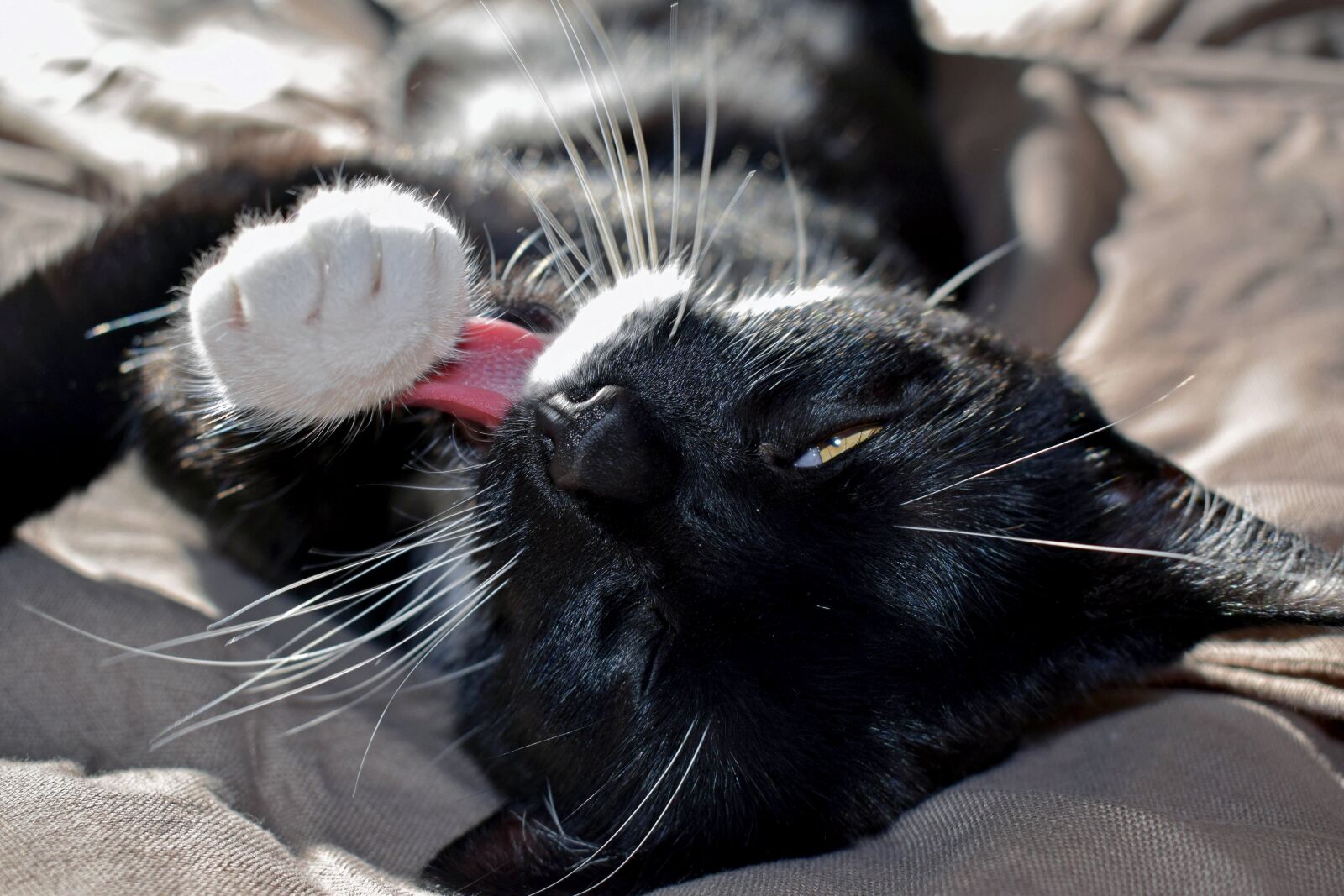 Nikon D3300 sample photo. Cat, pet, black and photography