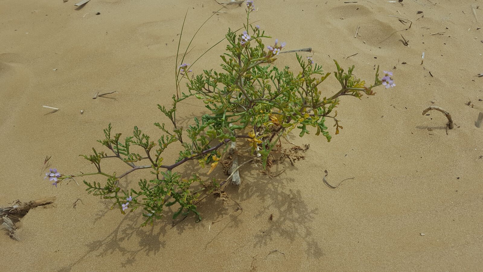Samsung Galaxy S6 sample photo. Sand, flower, nature photography