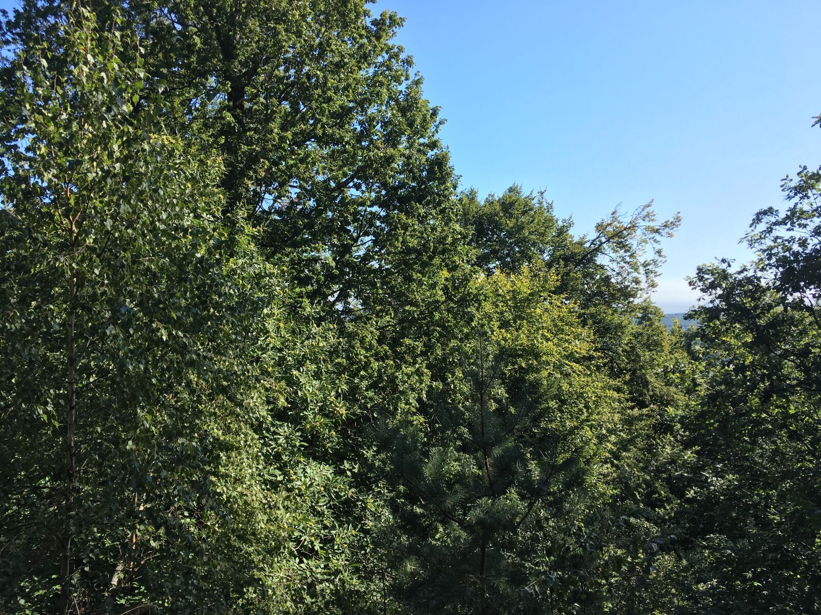 iPhone SE back camera 4.15mm f/2.2 sample photo. Tree, forest, sky photography