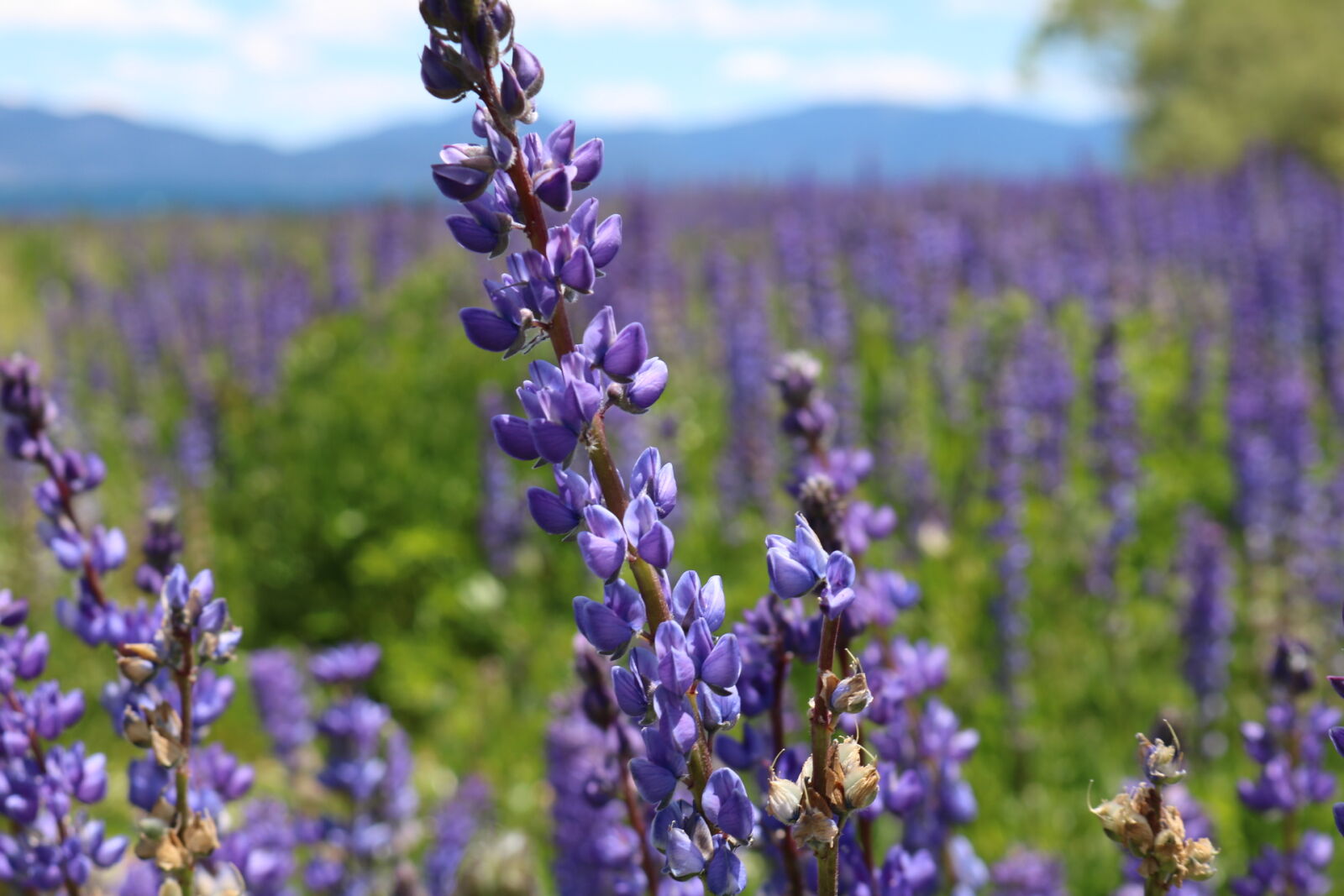 Canon EOS 750D (EOS Rebel T6i / EOS Kiss X8i) sample photo. Lupins, tahoe photography