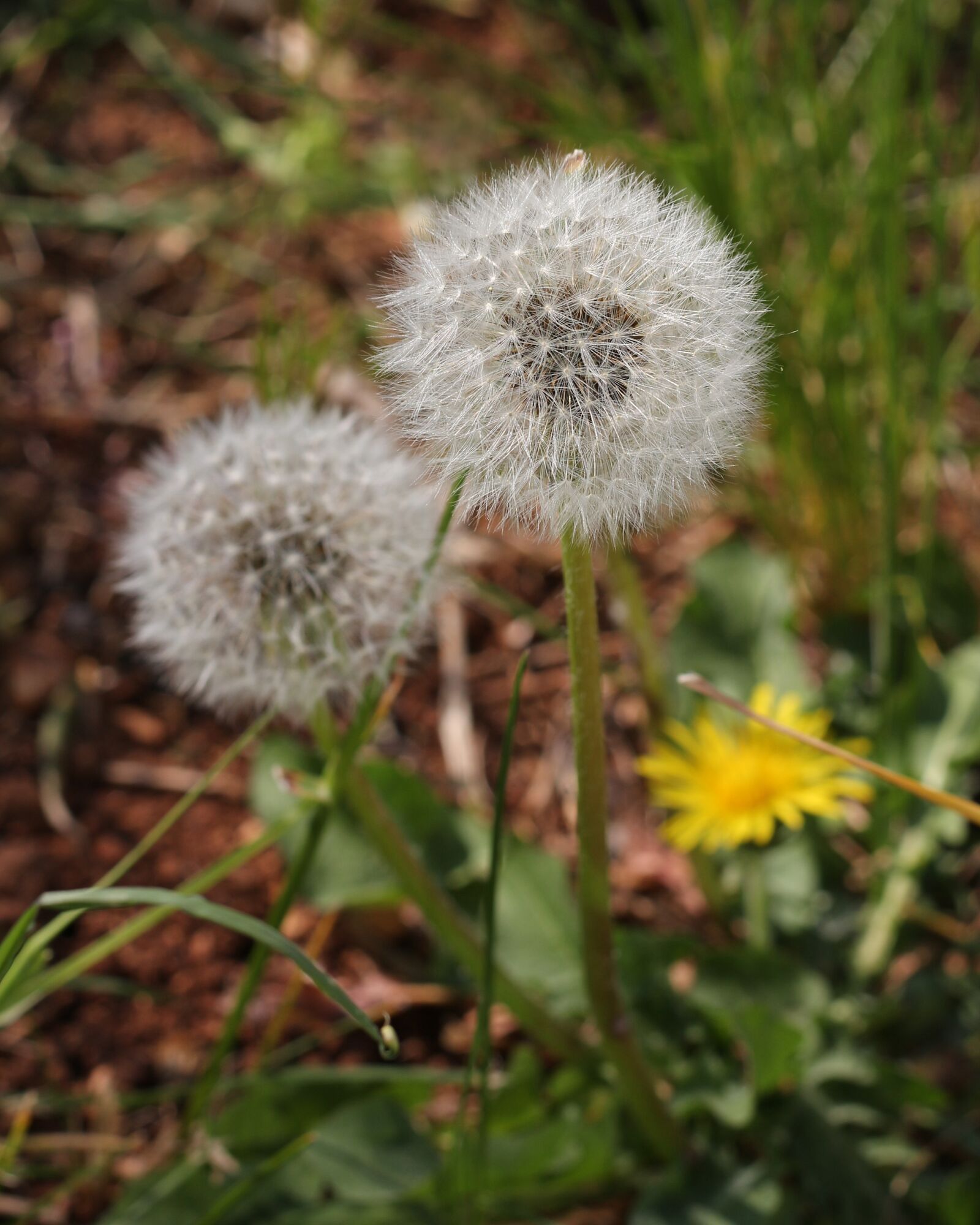 Canon EOS 700D (EOS Rebel T5i / EOS Kiss X7i) sample photo. Dandelions, yellow flower, meadow photography