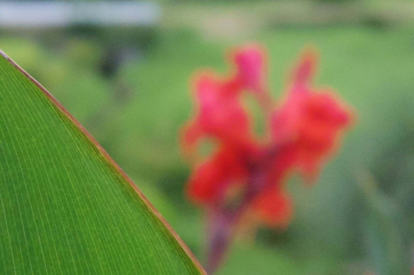 Pentax 02 Standard Zoom sample photo. Flower photography