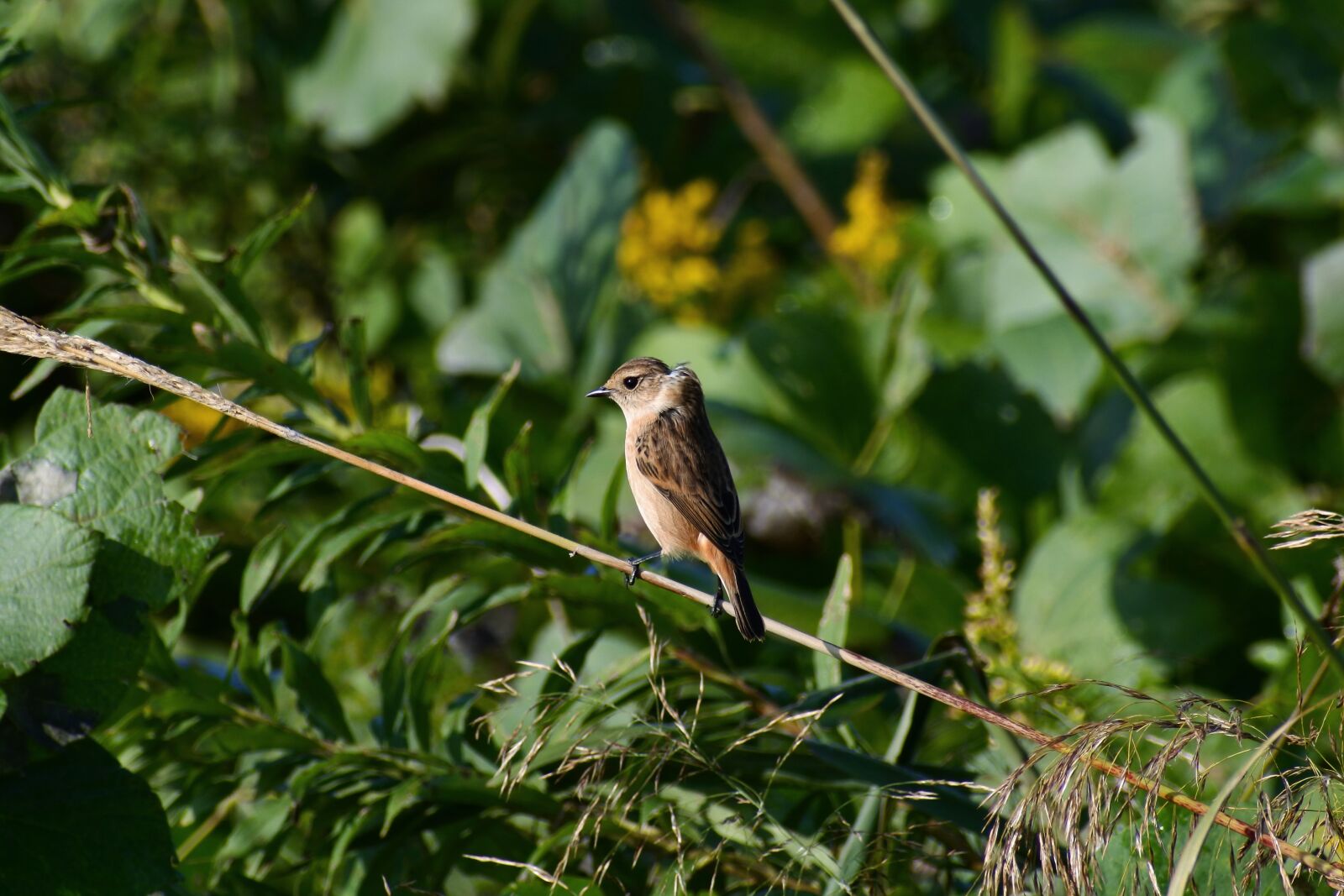 VR 70-300mm f/4.5-6.3G sample photo. Animal, grass, flowering plant photography