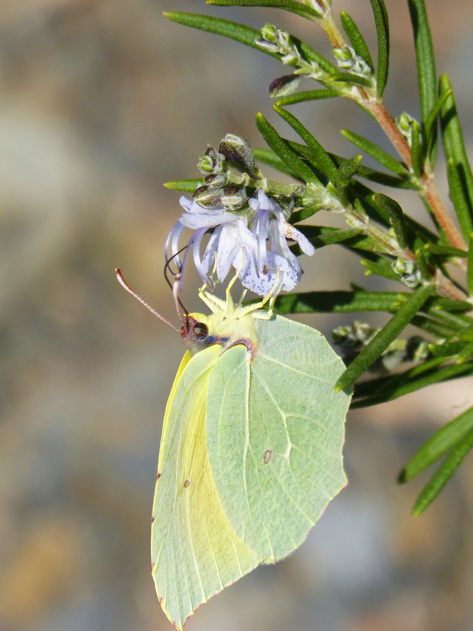 Panasonic DMC-FZ62 sample photo. Butterfly, cleopatra, gonepteryx cleopatra photography