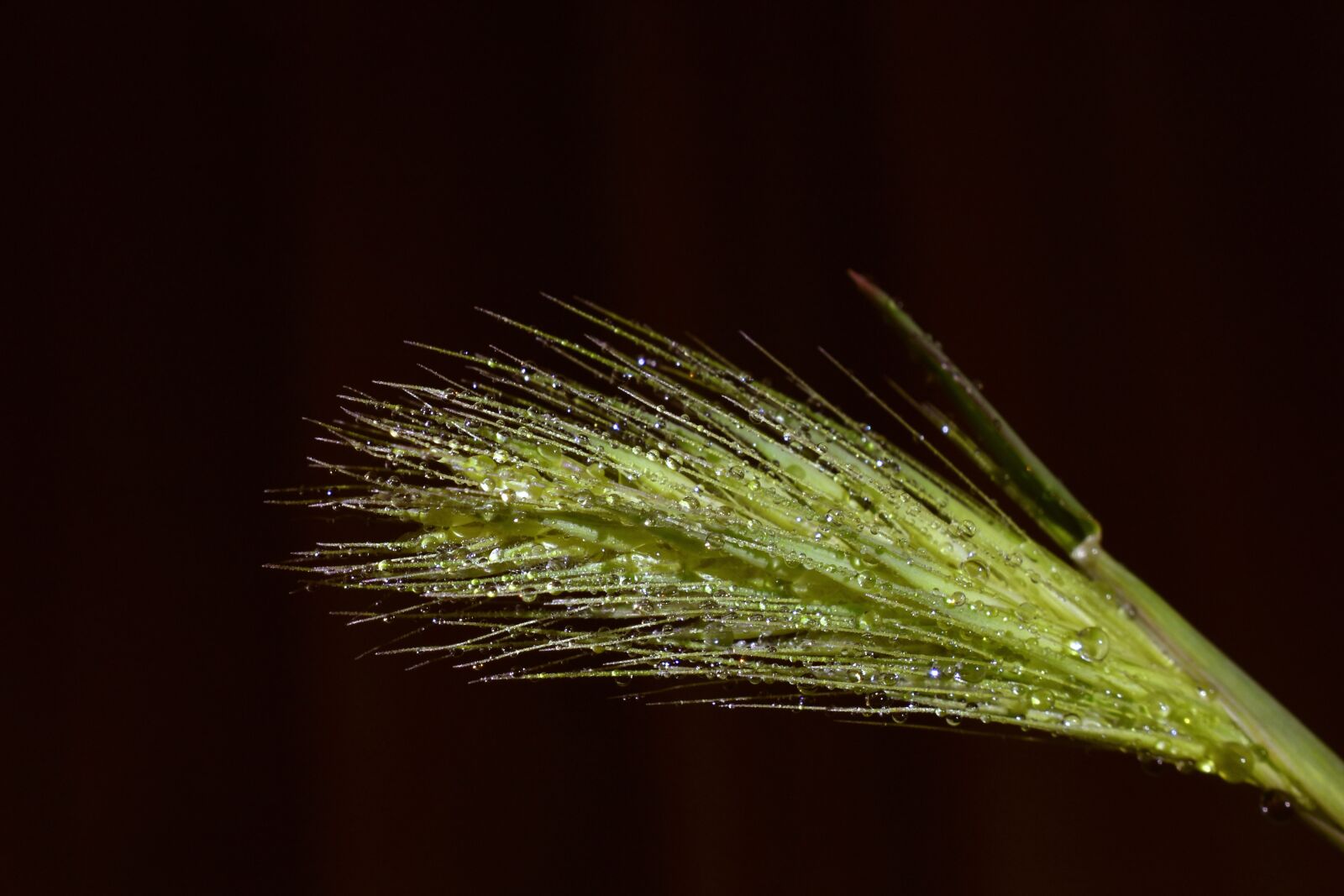 Nikon D3500 sample photo. Poaceae, grass, field photography
