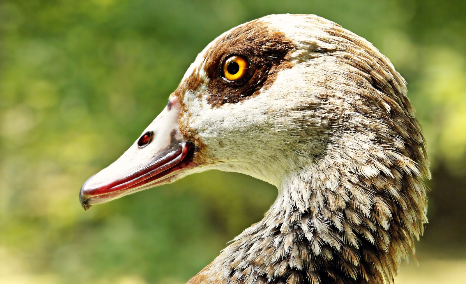 Canon EOS 100D (EOS Rebel SL1 / EOS Kiss X7) sample photo. Goose, nilgans, animal photography
