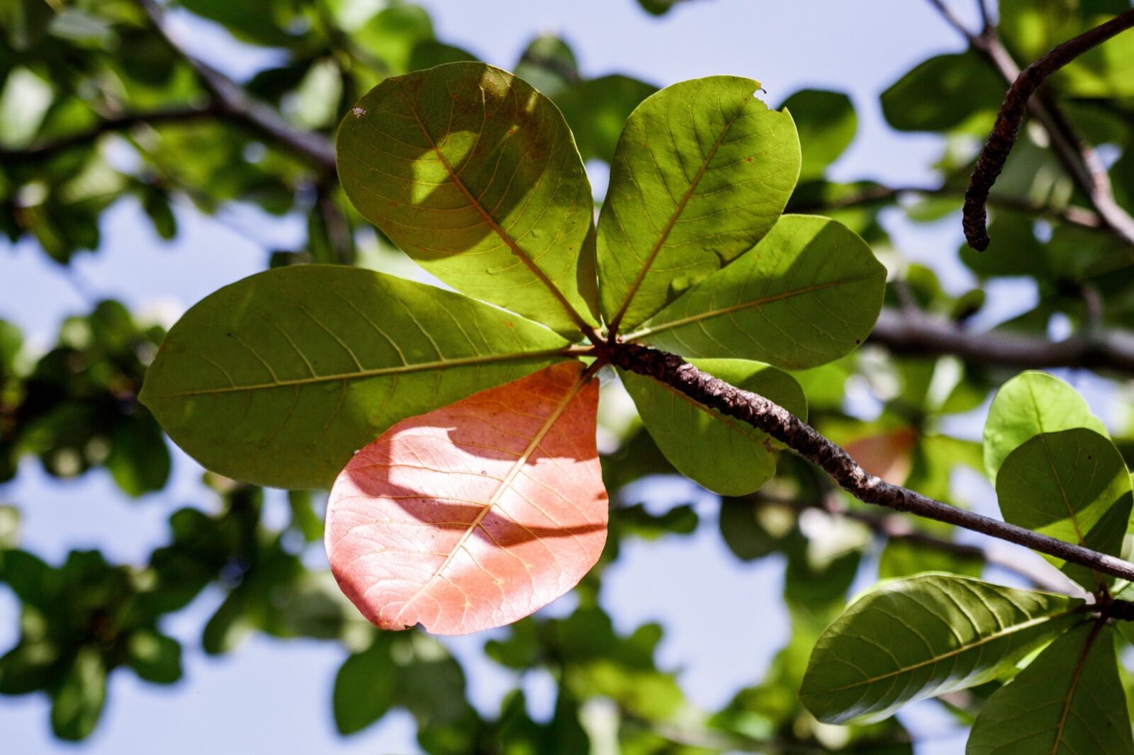 Canon EOS 750D (EOS Rebel T6i / EOS Kiss X8i) sample photo. Catappa, leaf, leaves photography