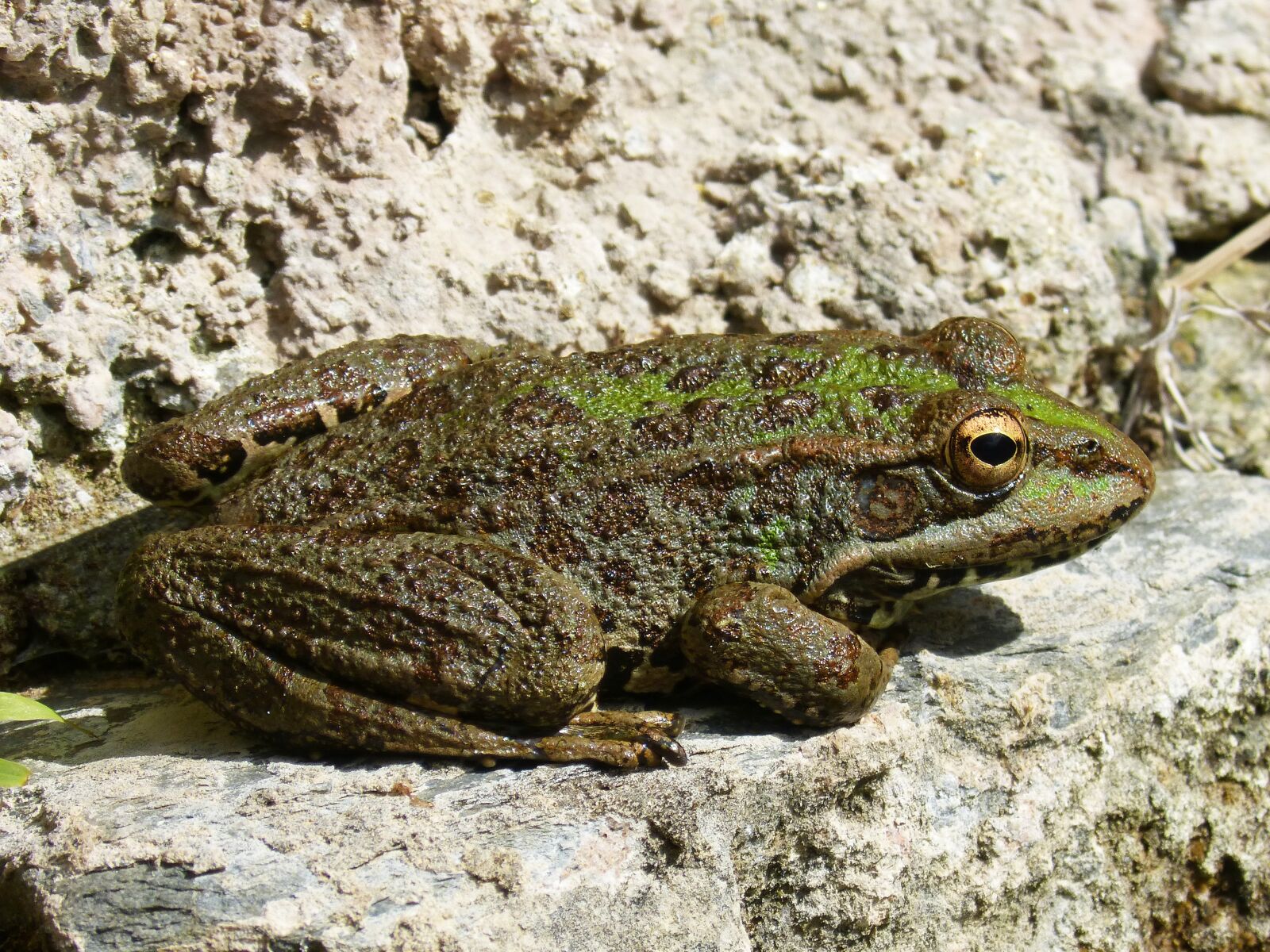 Panasonic DMC-FZ62 sample photo. Frog, batrachian, croak photography