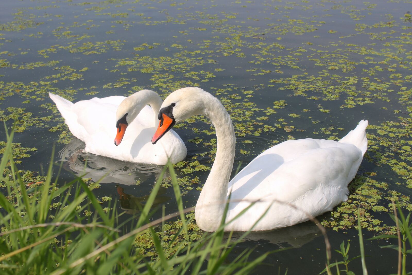 Canon EOS 500D (EOS Rebel T1i / EOS Kiss X3) sample photo. Birds, swans, swan photography