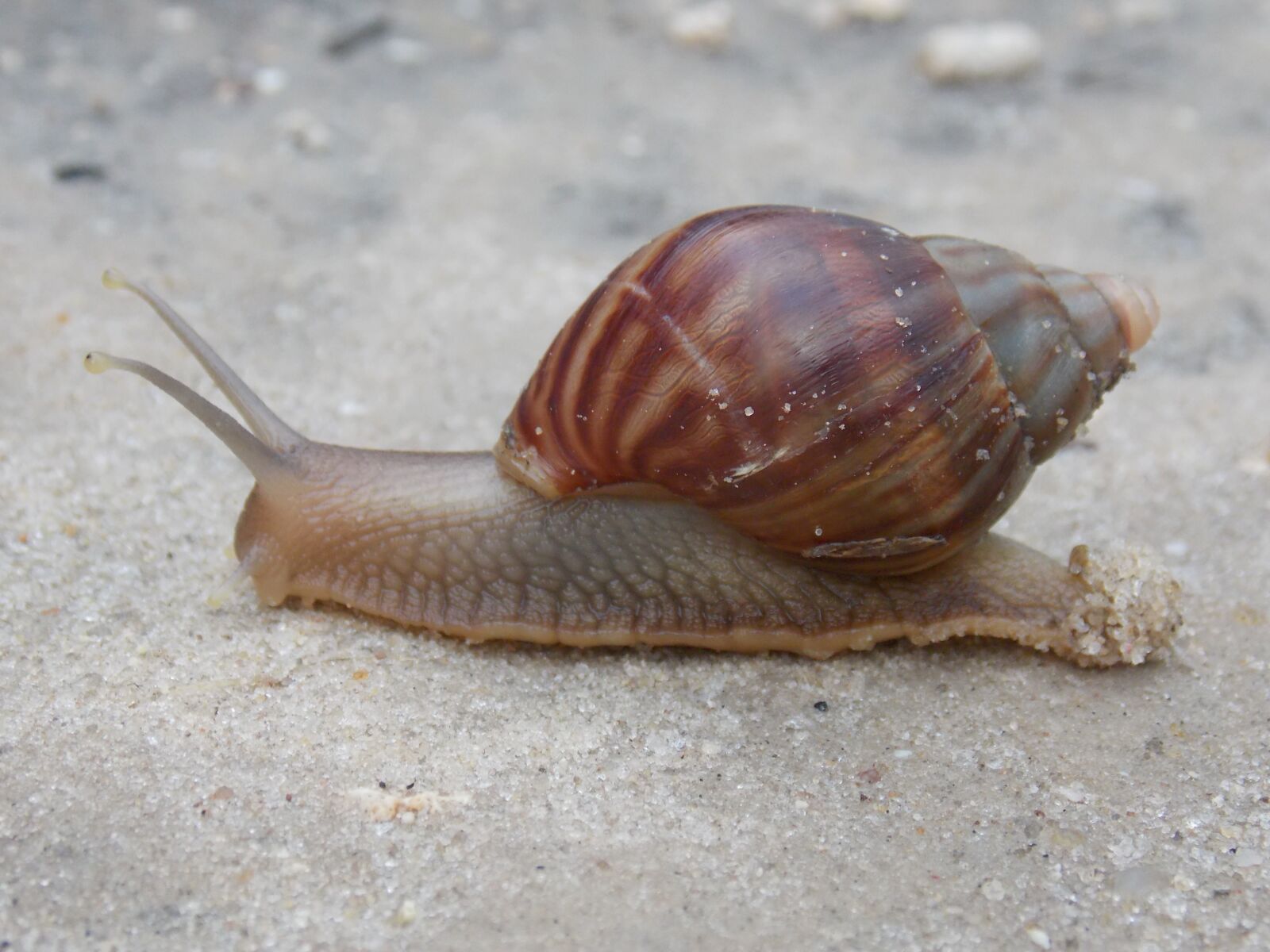 Nikon COOLPIX L320 sample photo. Snail, slow, shell photography