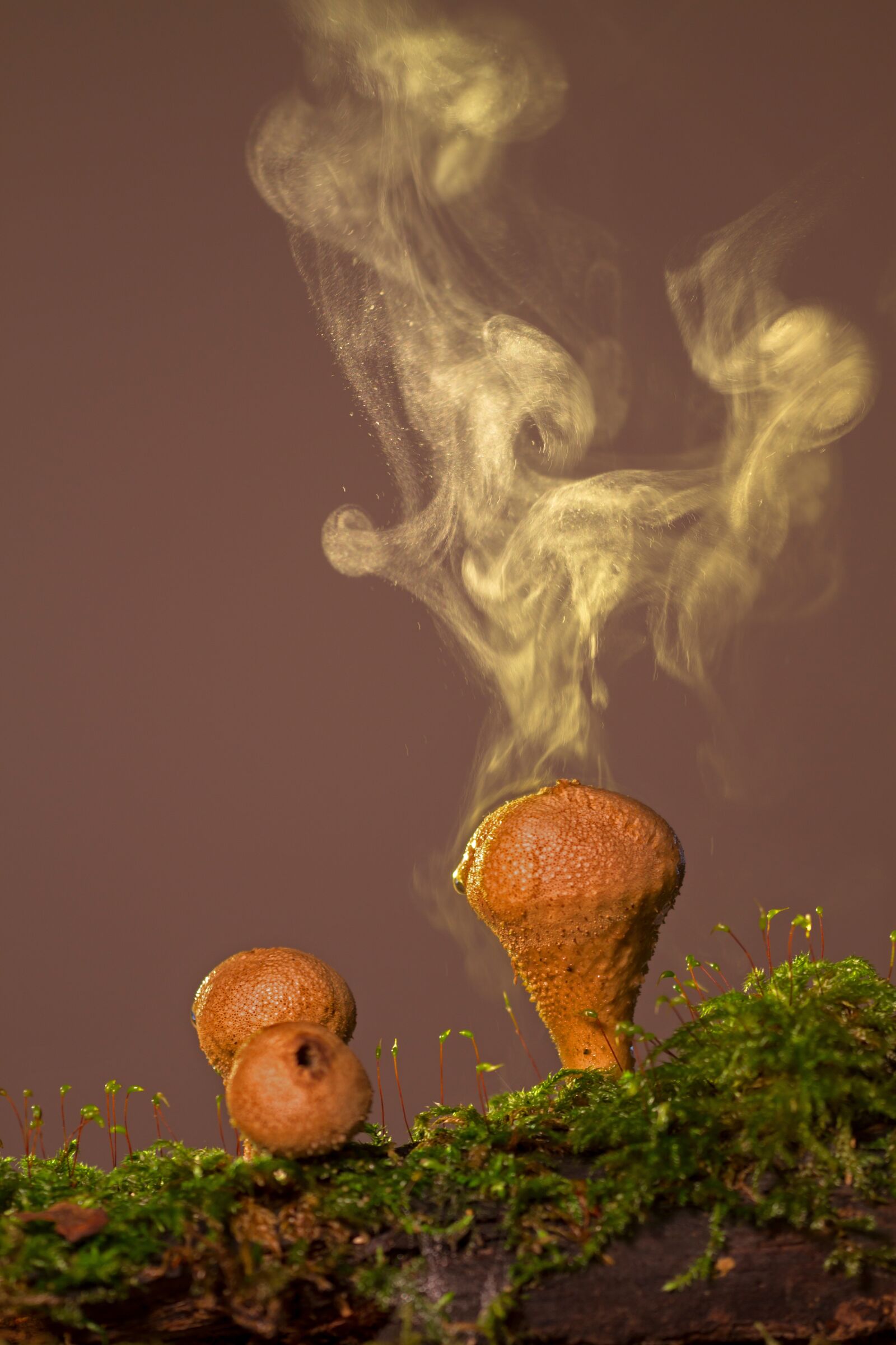 Canon EOS 7D sample photo. Bovist, dusting, umbrinum photography