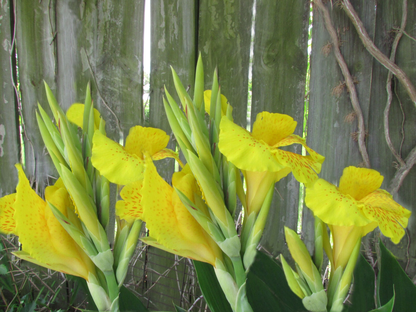 Canon PowerShot SX500 IS sample photo. Flowers, wooden, fence, yellow photography